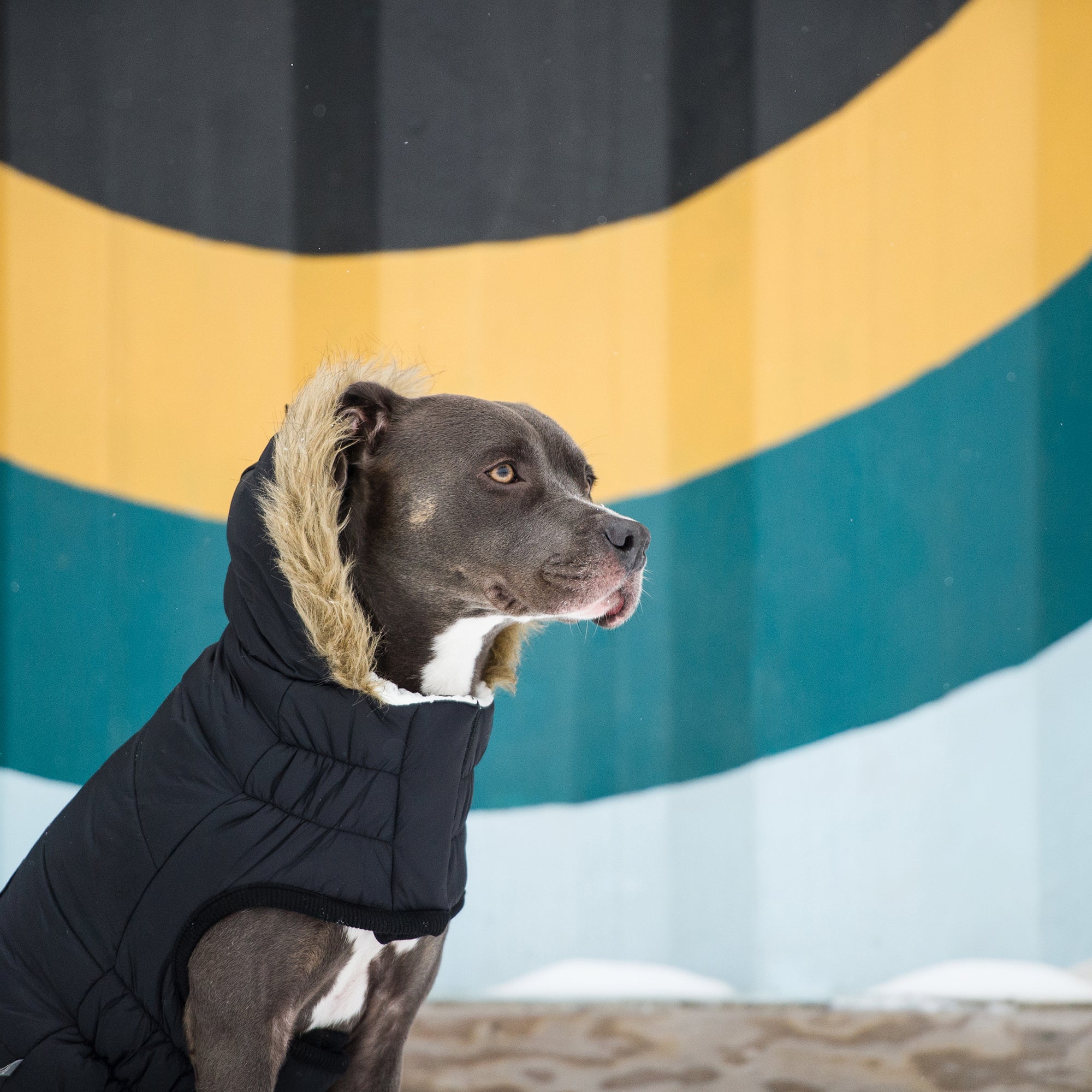 Urban Parka - Black by GF Pet.us