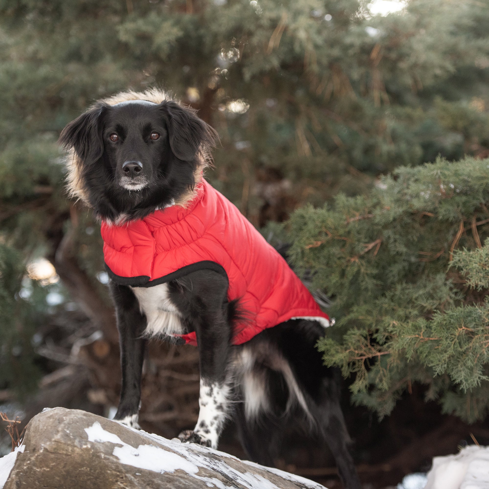 Urban Parka - Red by GF Pet.us