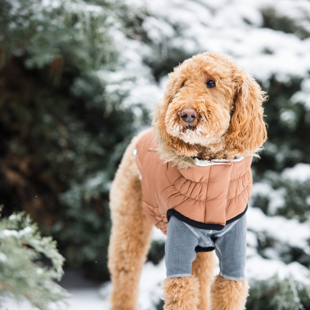 Urban Parka - Caramel by GF Pet.us