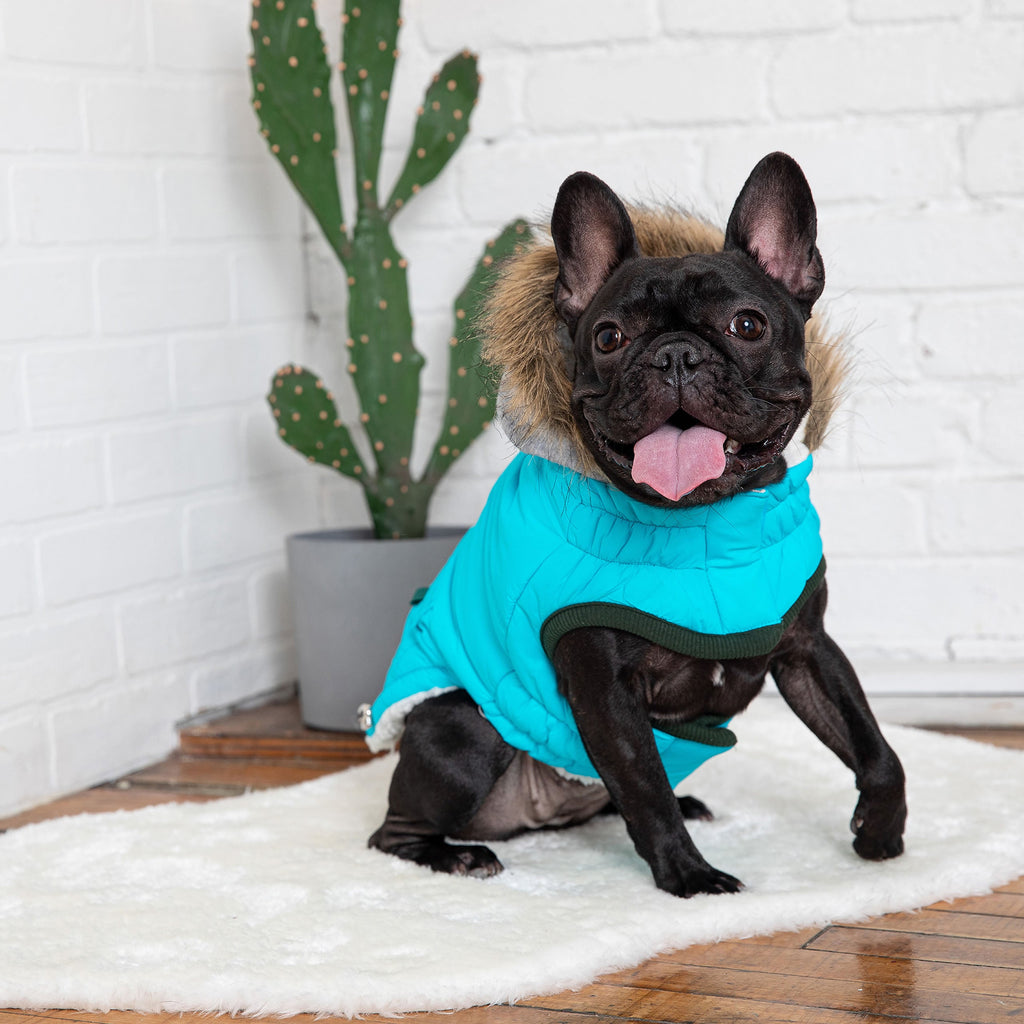 Winter Sailor Parka - Aqua by GF Pet.us