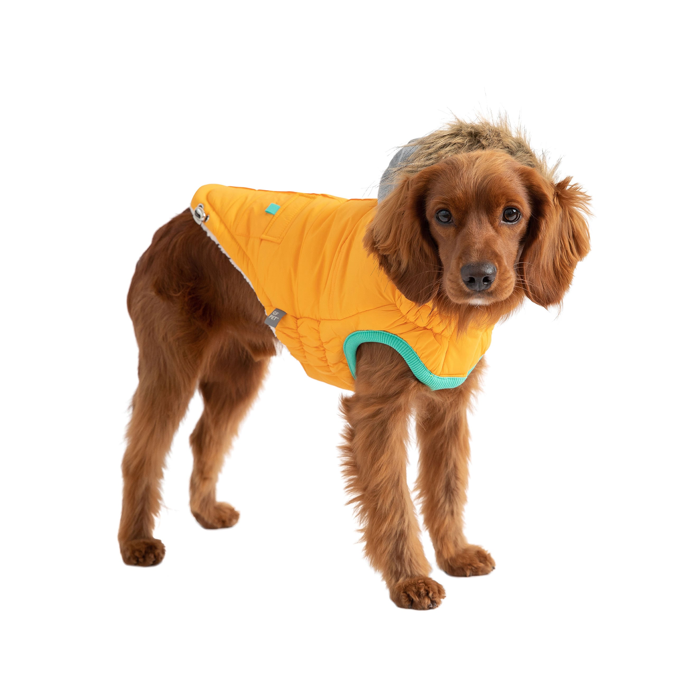 Winter Sailor Parka - Yellow by GF Pet.us