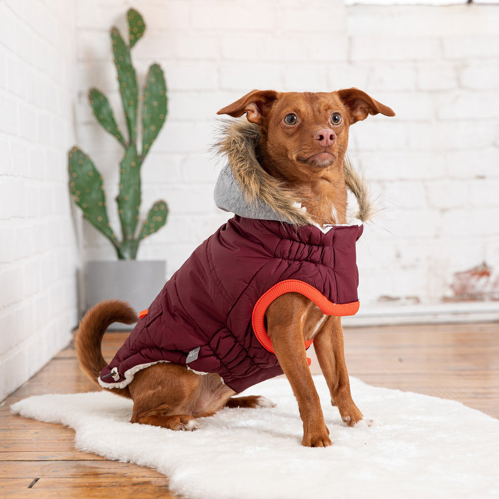Winter Sailor Parka - Burgundy by GF Pet.us