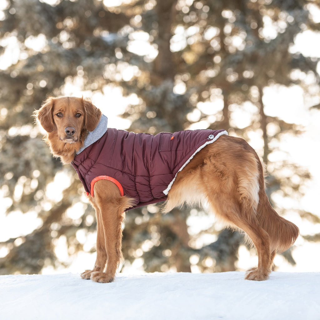 Winter Sailor Parka - Burgundy by GF Pet.us