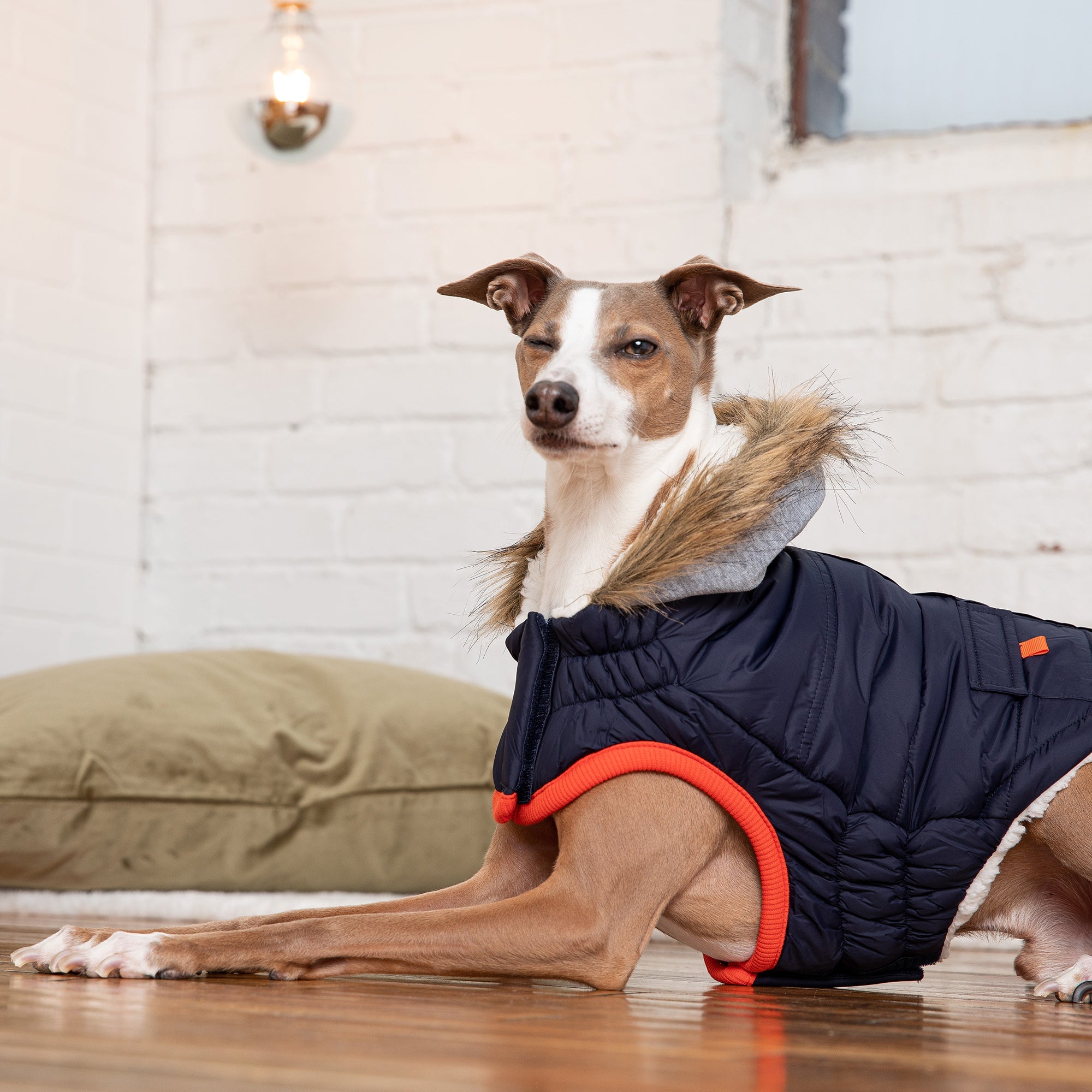 Winter Sailor Parka - Navy by GF Pet.us