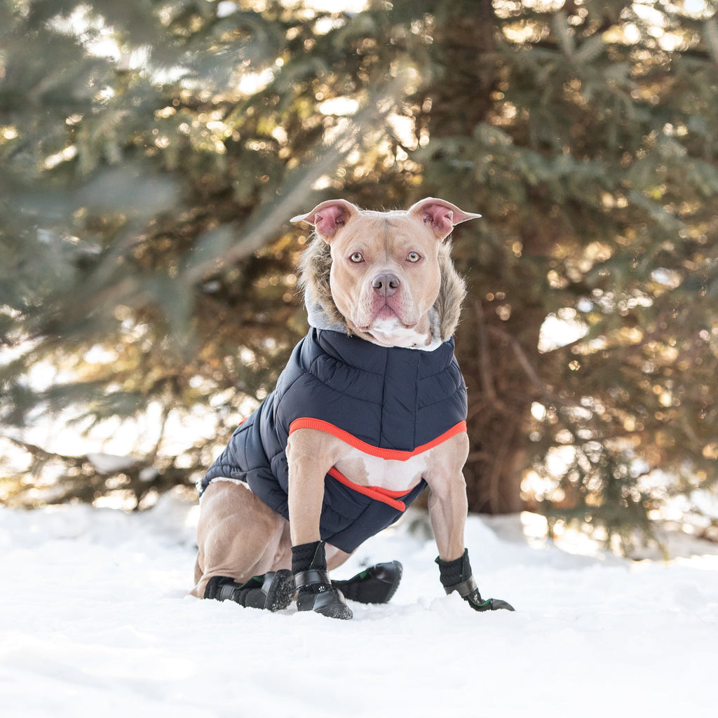 Winter Sailor Parka - Navy by GF Pet.us