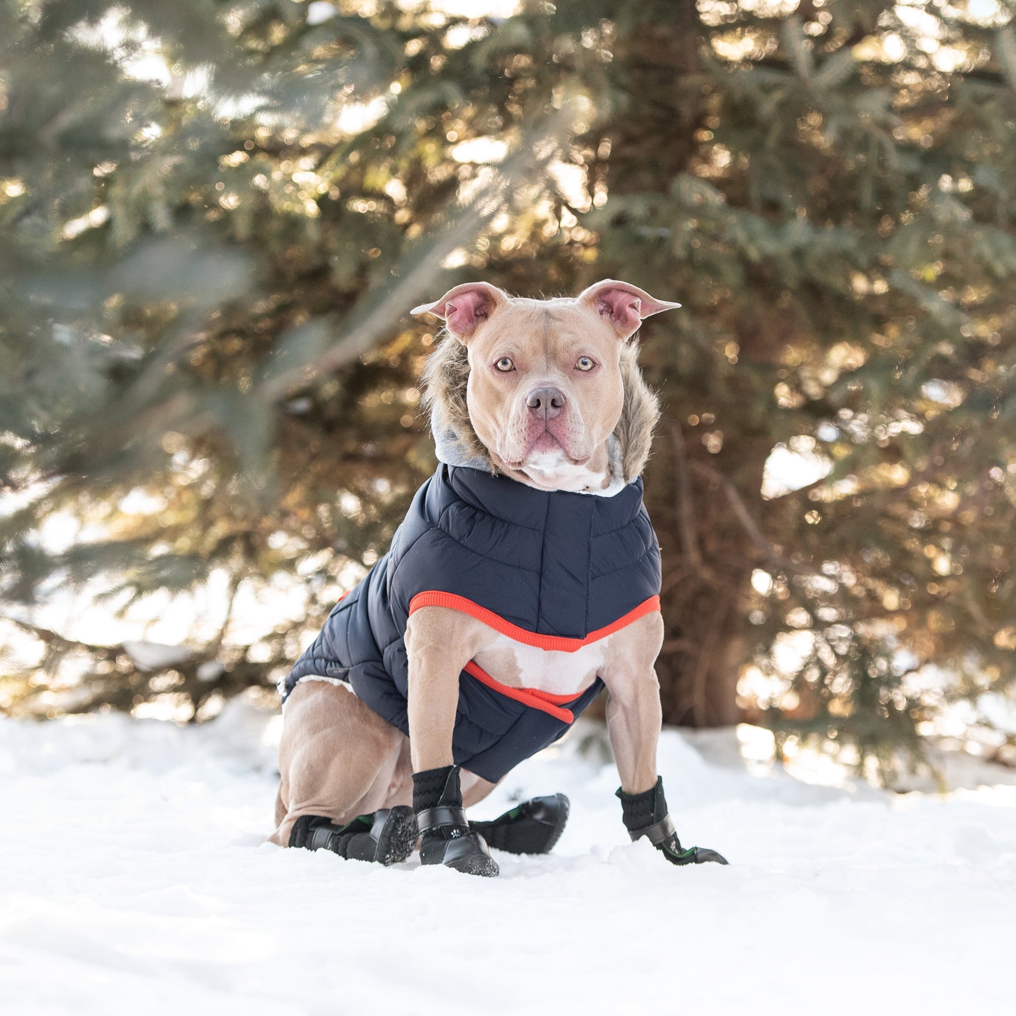 Winter Sailor Parka - Navy by GF Pet.us
