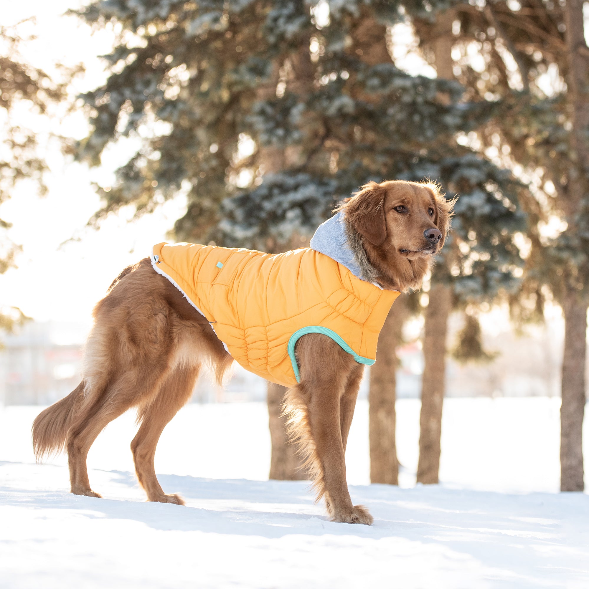 Winter Sailor Parka - Yellow by GF Pet.us