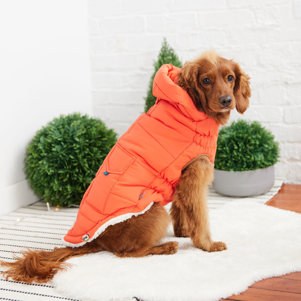 The Puff Parka - Orange by GF Pet.us