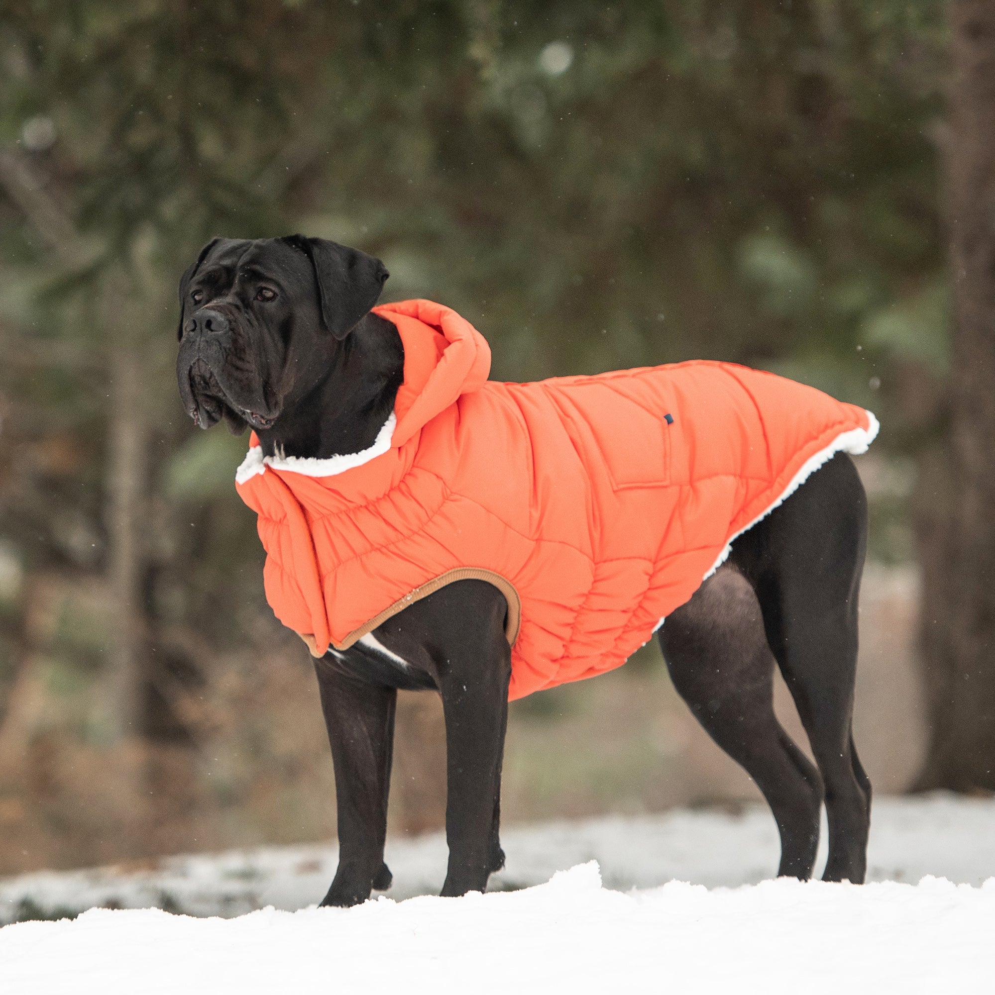 The Puff Parka - Orange by GF Pet.us