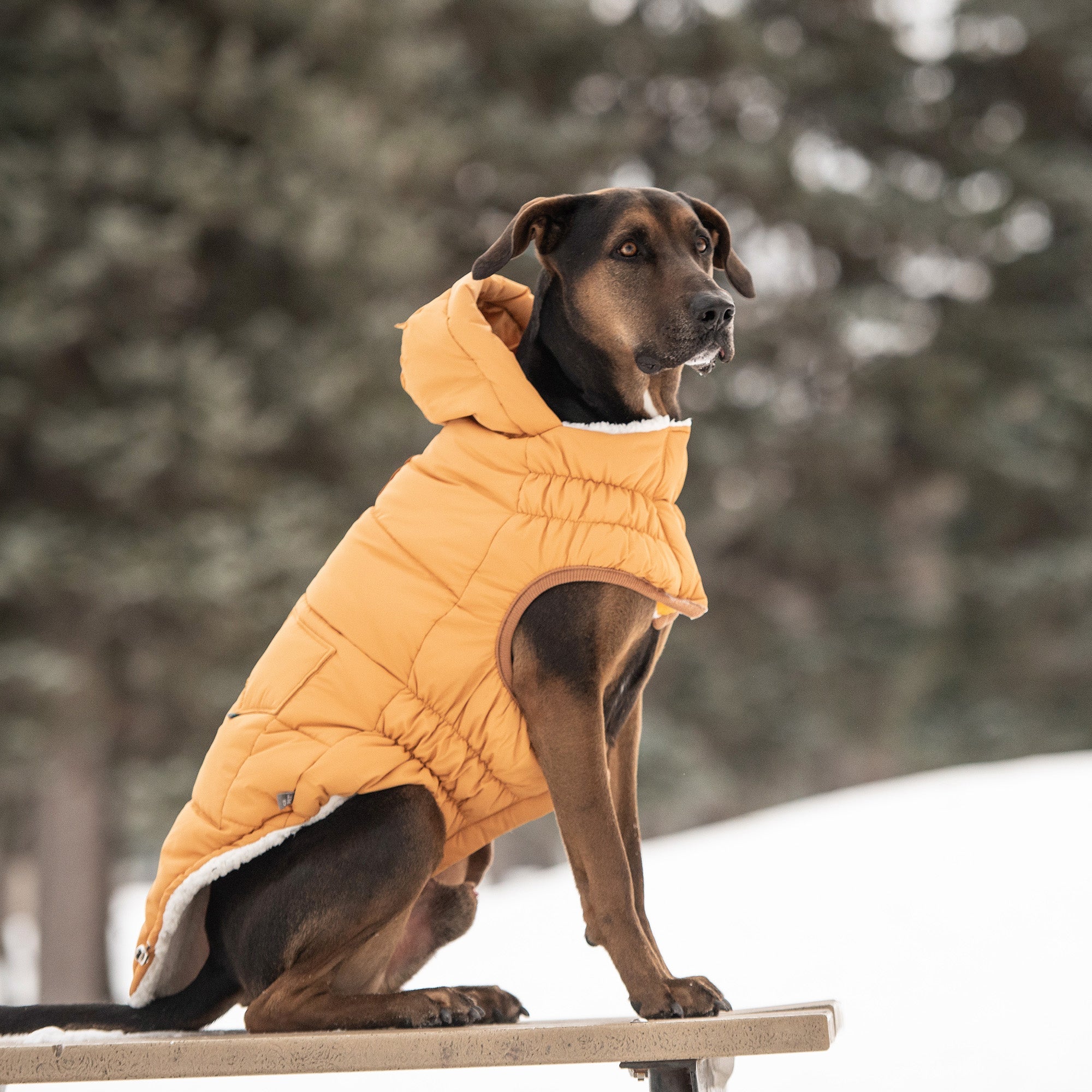 The Puff Parka - Yellow by GF Pet.us