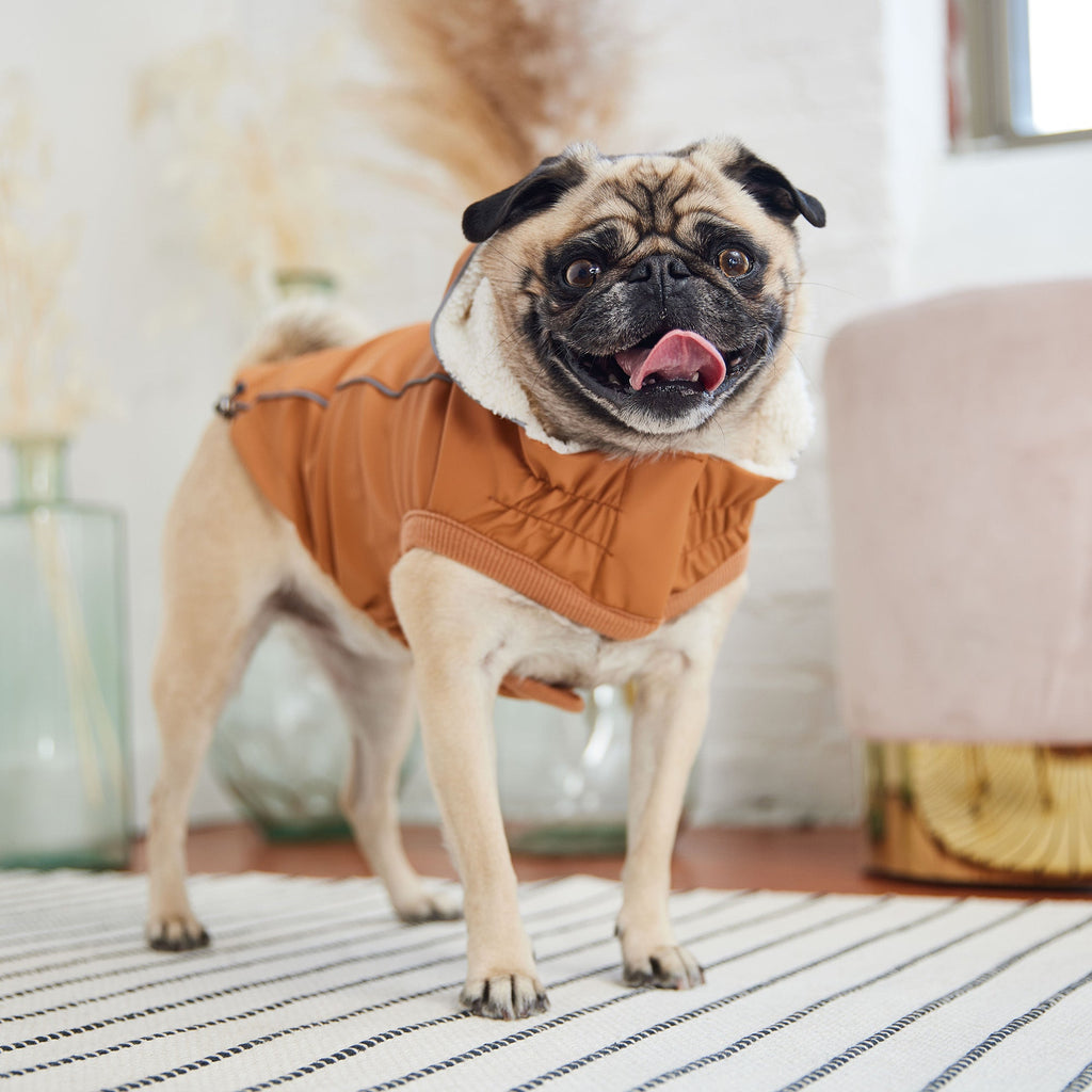 Insulated Raincoat - Hazel by GF Pet.us