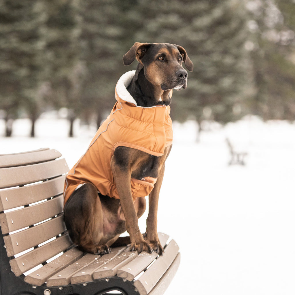 Insulated Raincoat - Hazel by GF Pet.us