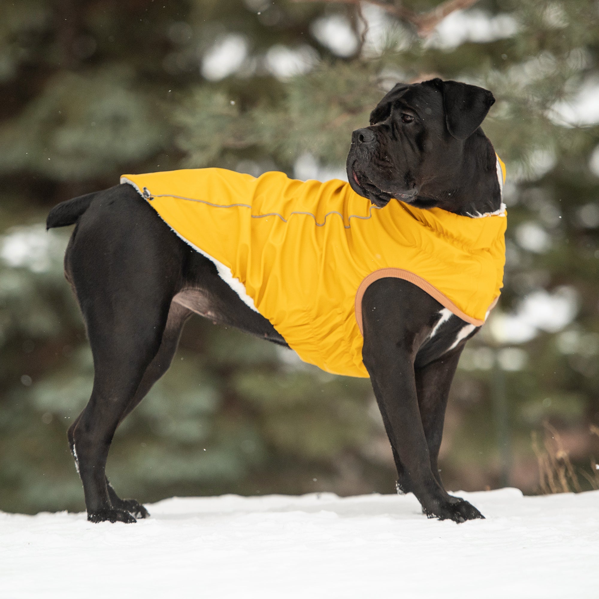 Insulated Raincoat - Yellow by GF Pet.us
