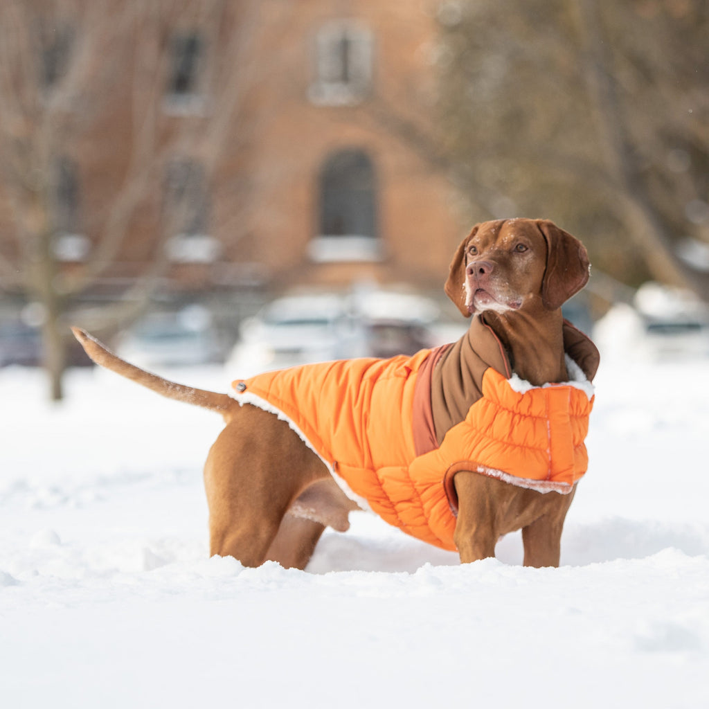 Camplife Puffer - Orange by GF Pet.us