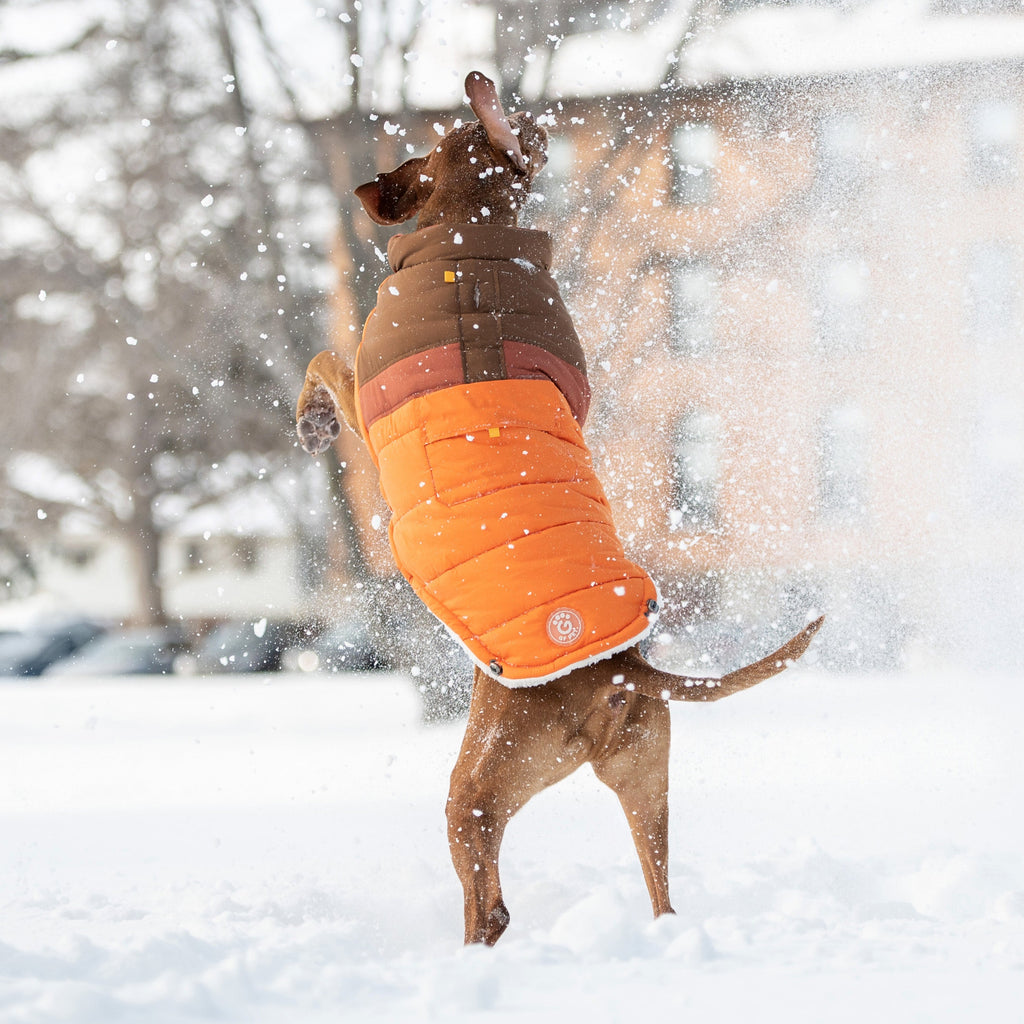 Camplife Puffer - Orange by GF Pet.us