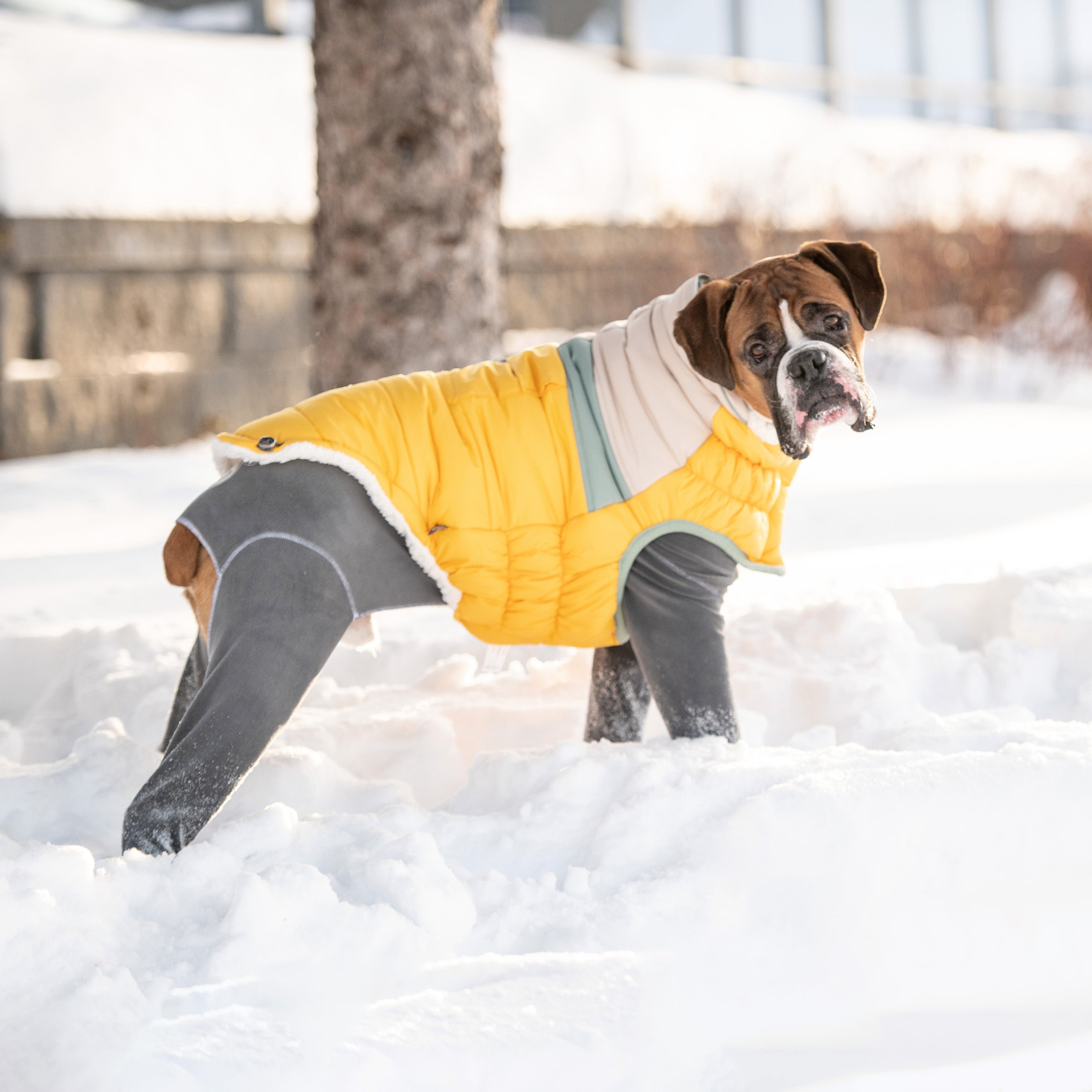 Camplife Puffer - Yellow by GF Pet.us