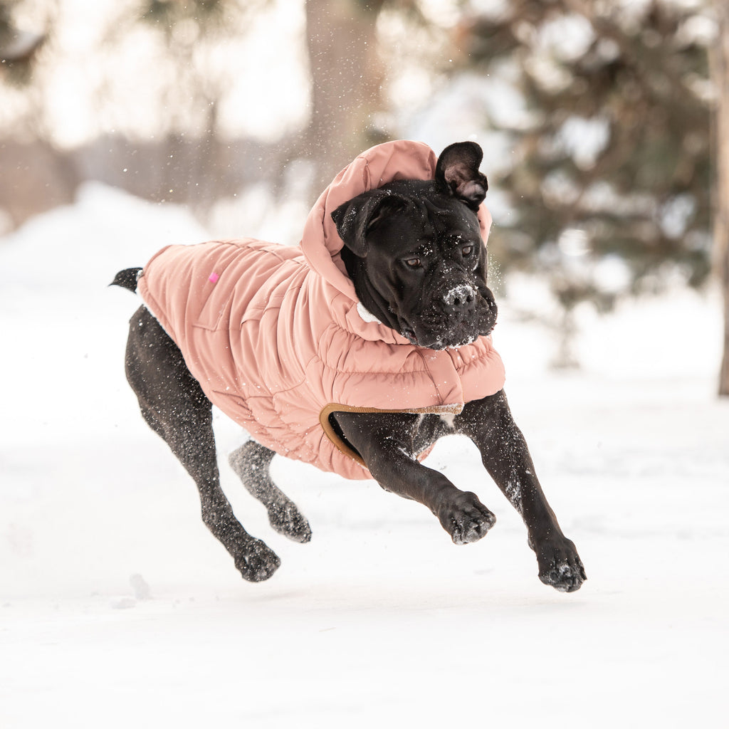Arctic Parka - Clay by GF Pet.us