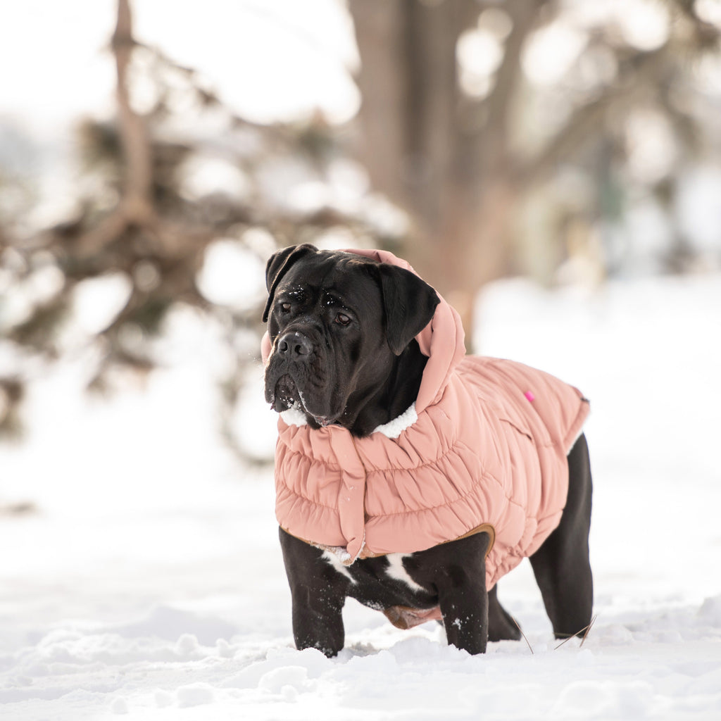 Arctic Parka - Clay by GF Pet.us