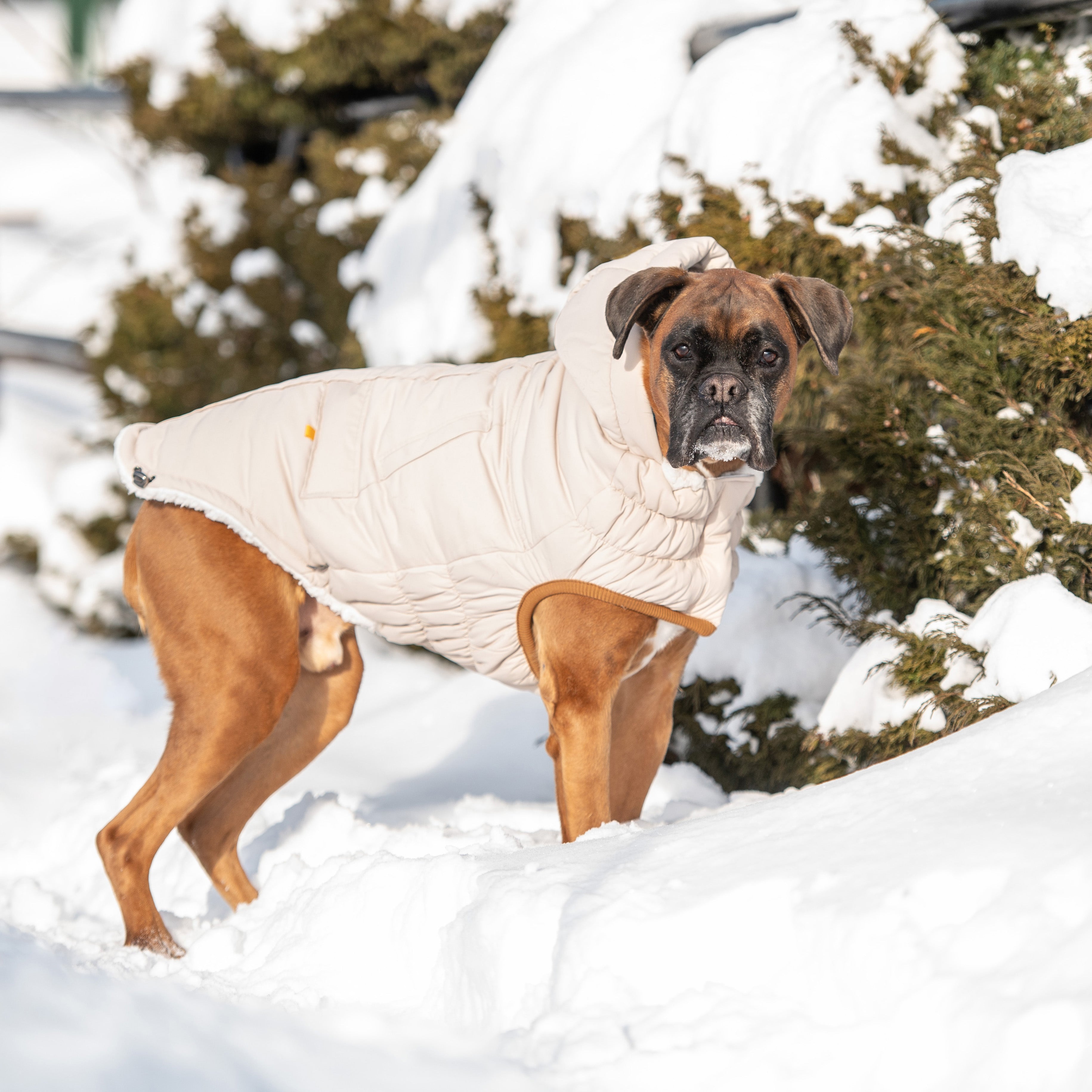 Arctic Parka - Sand by GF Pet.us