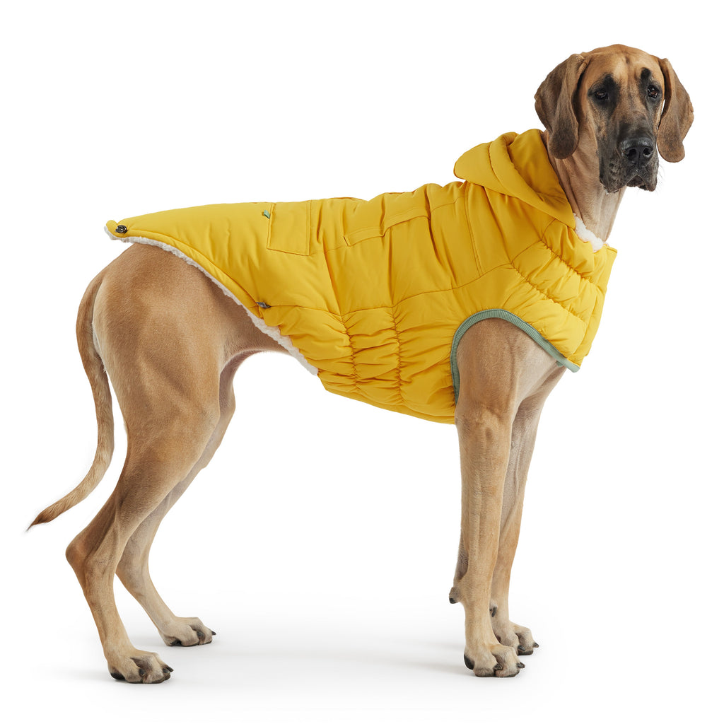 Arctic Parka - Yellow by GF Pet.us