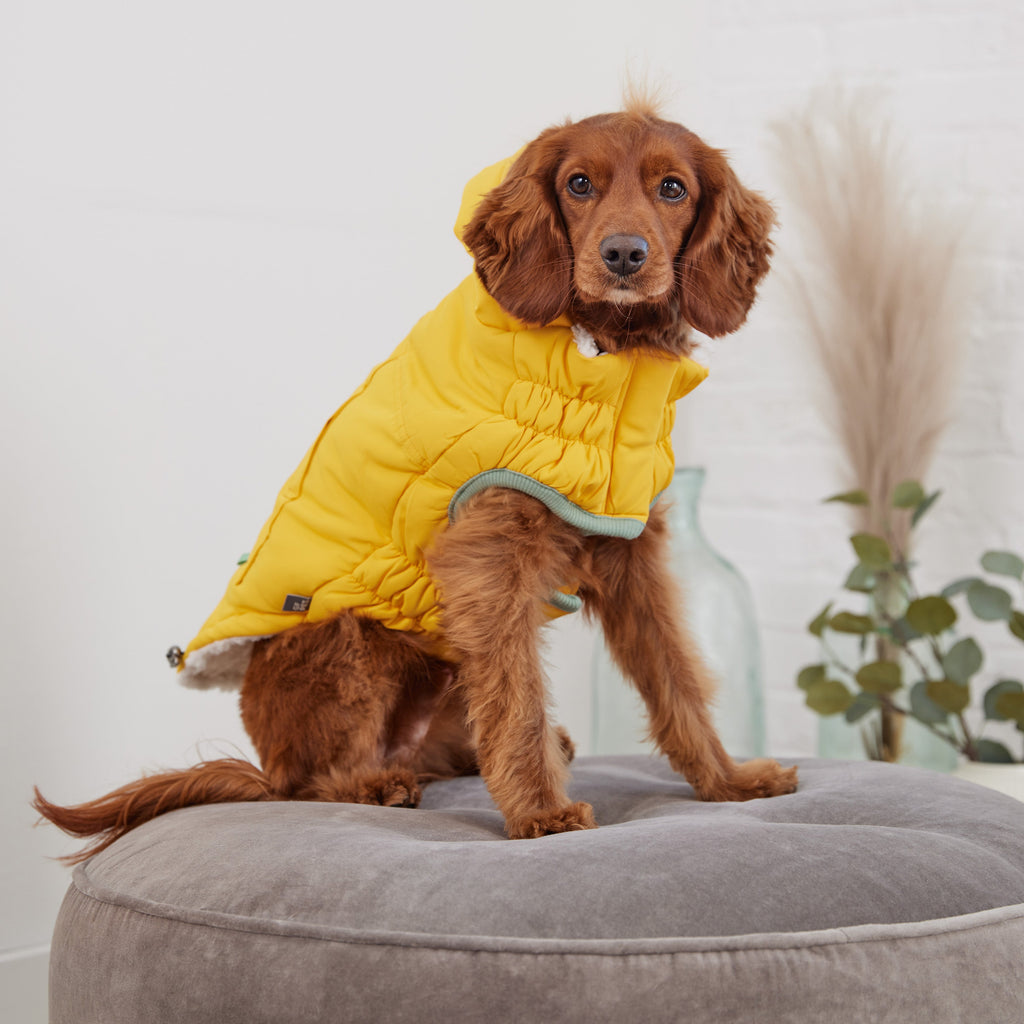 Arctic Parka - Yellow by GF Pet.us