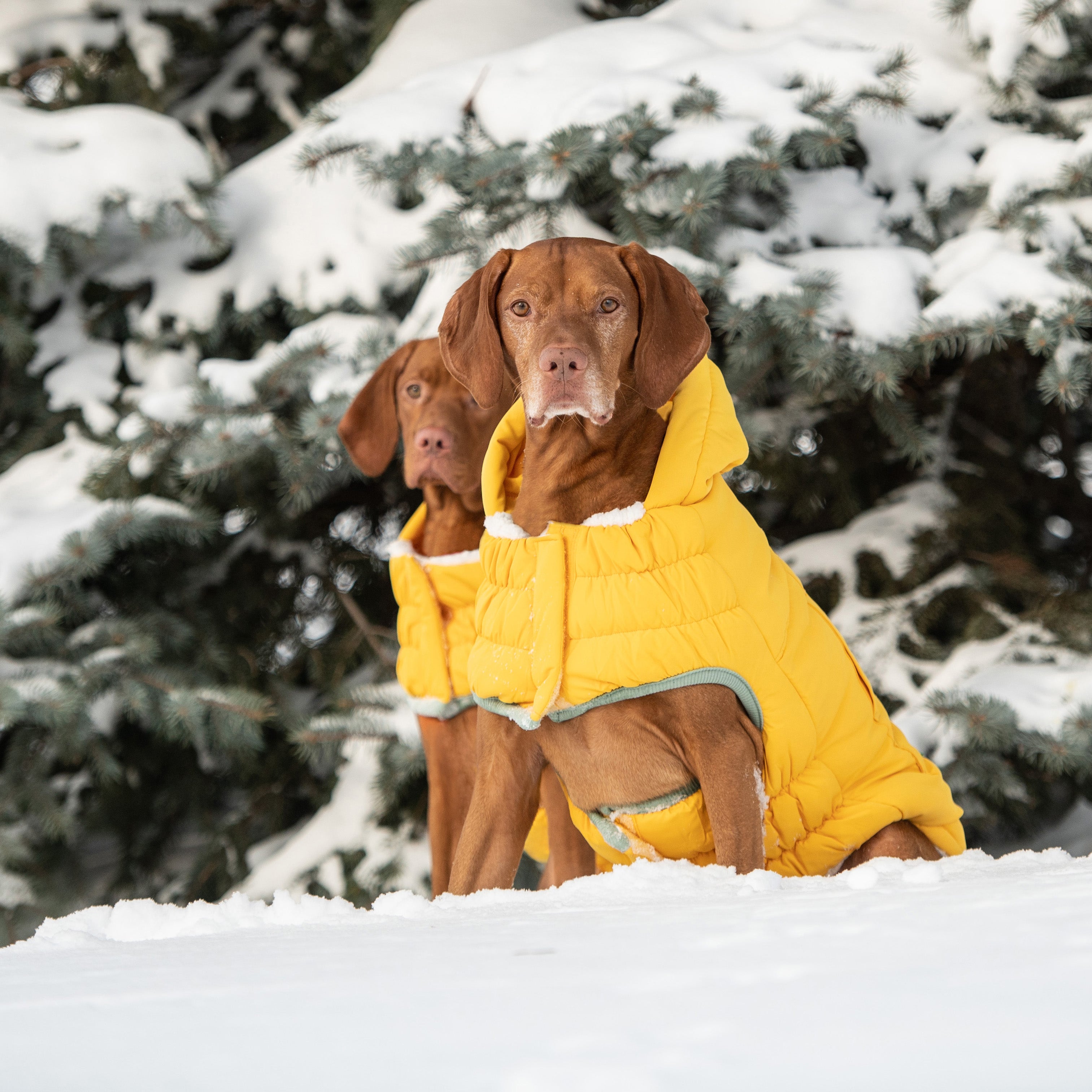 Arctic Parka - Yellow by GF Pet.us