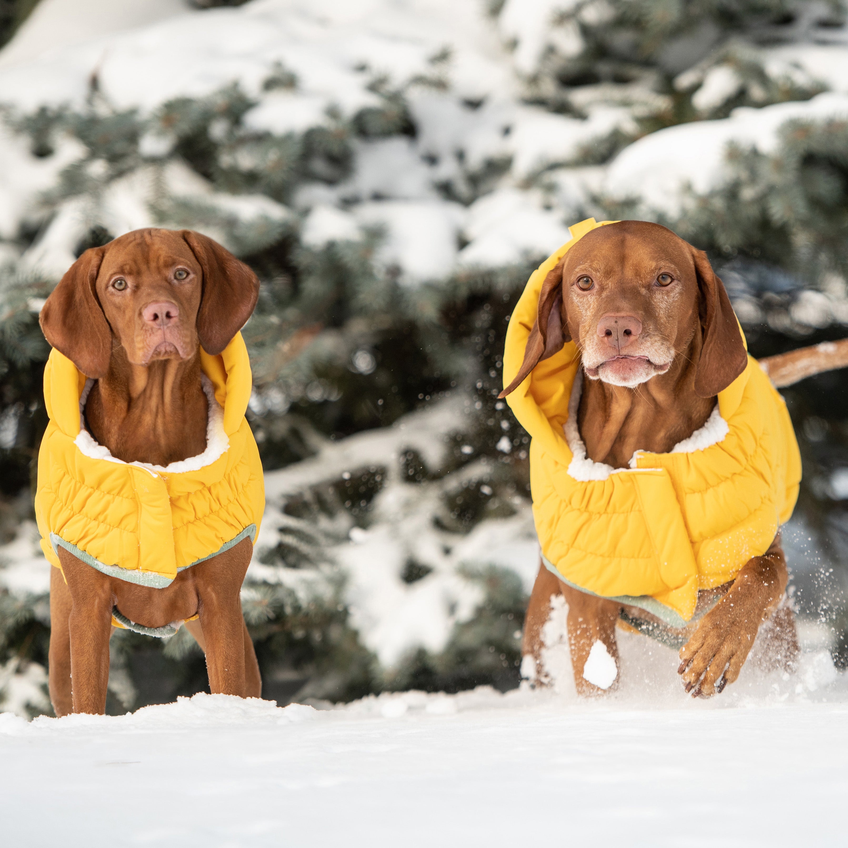 Arctic Parka - Yellow by GF Pet.us