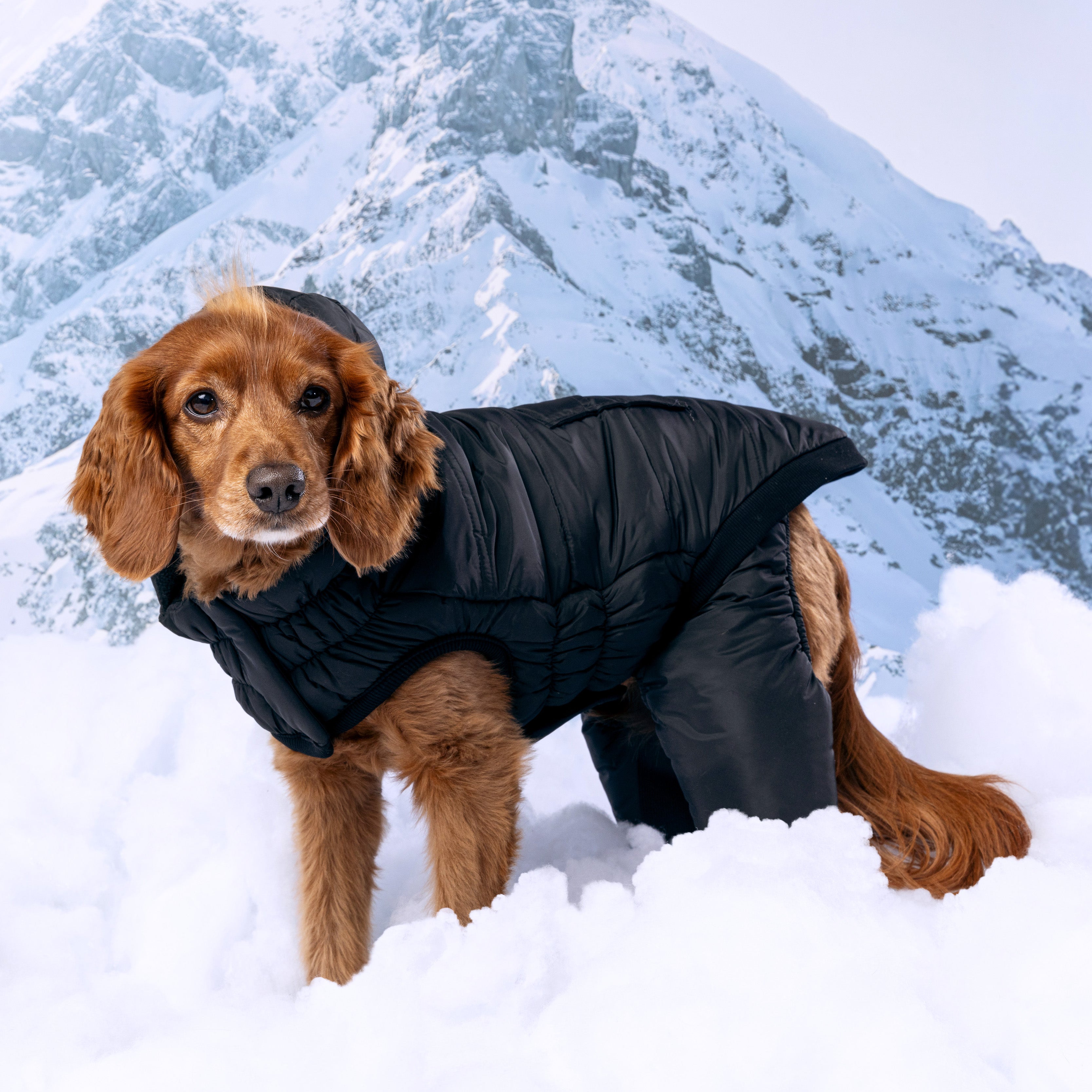 Odyssey Snowsuit by GF Pet.us