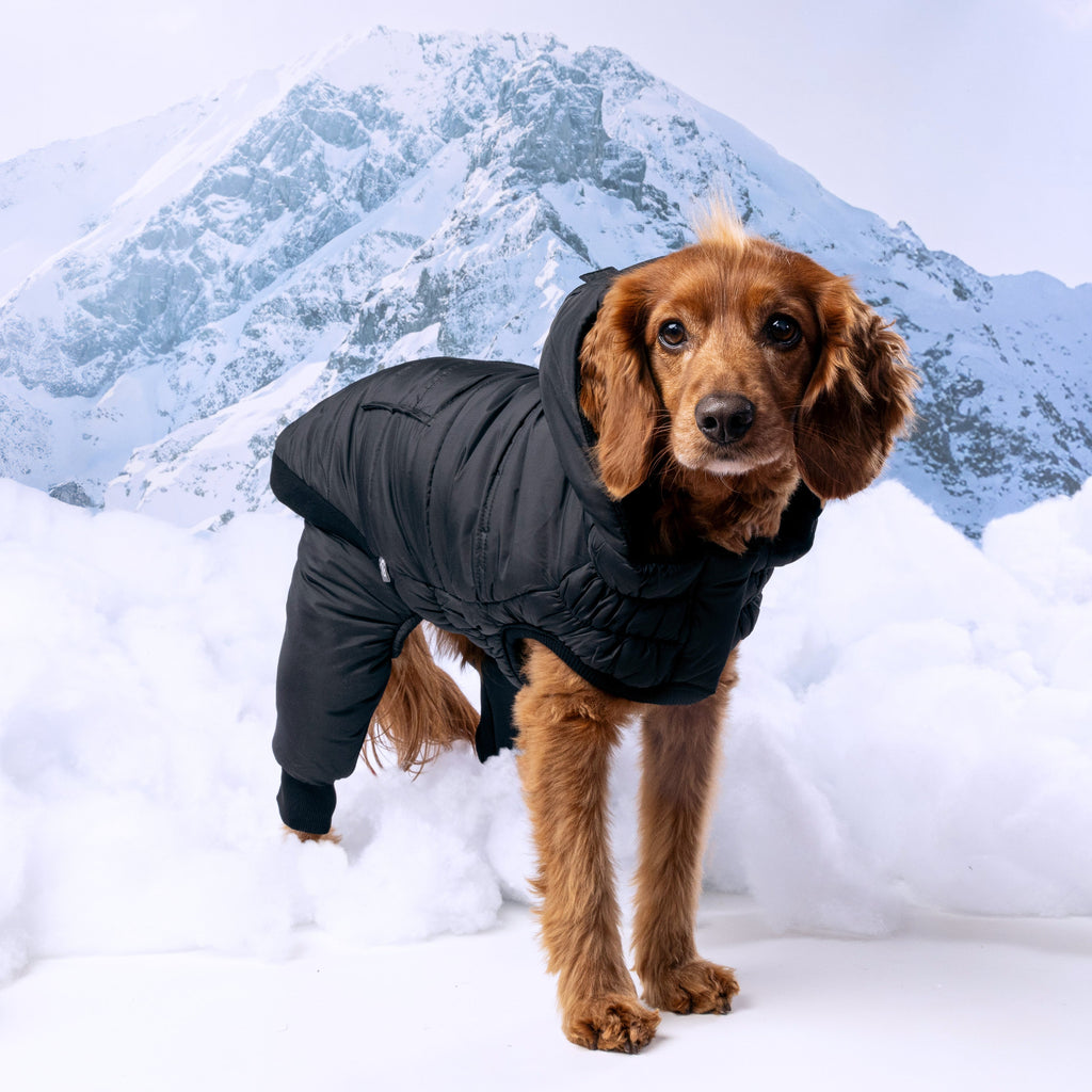 Odyssey Snowsuit by GF Pet.us