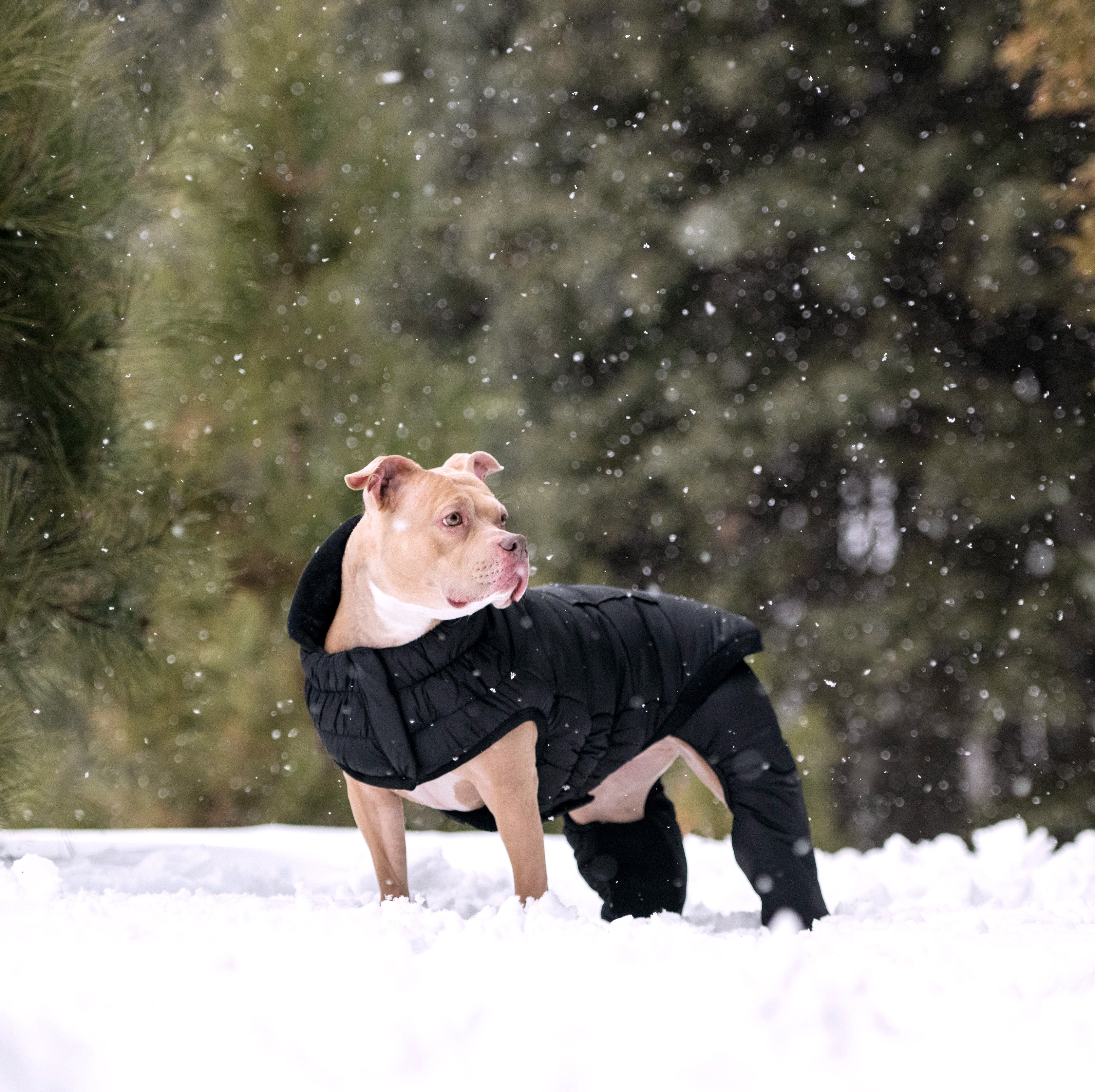 Odyssey Snowsuit by GF Pet.us