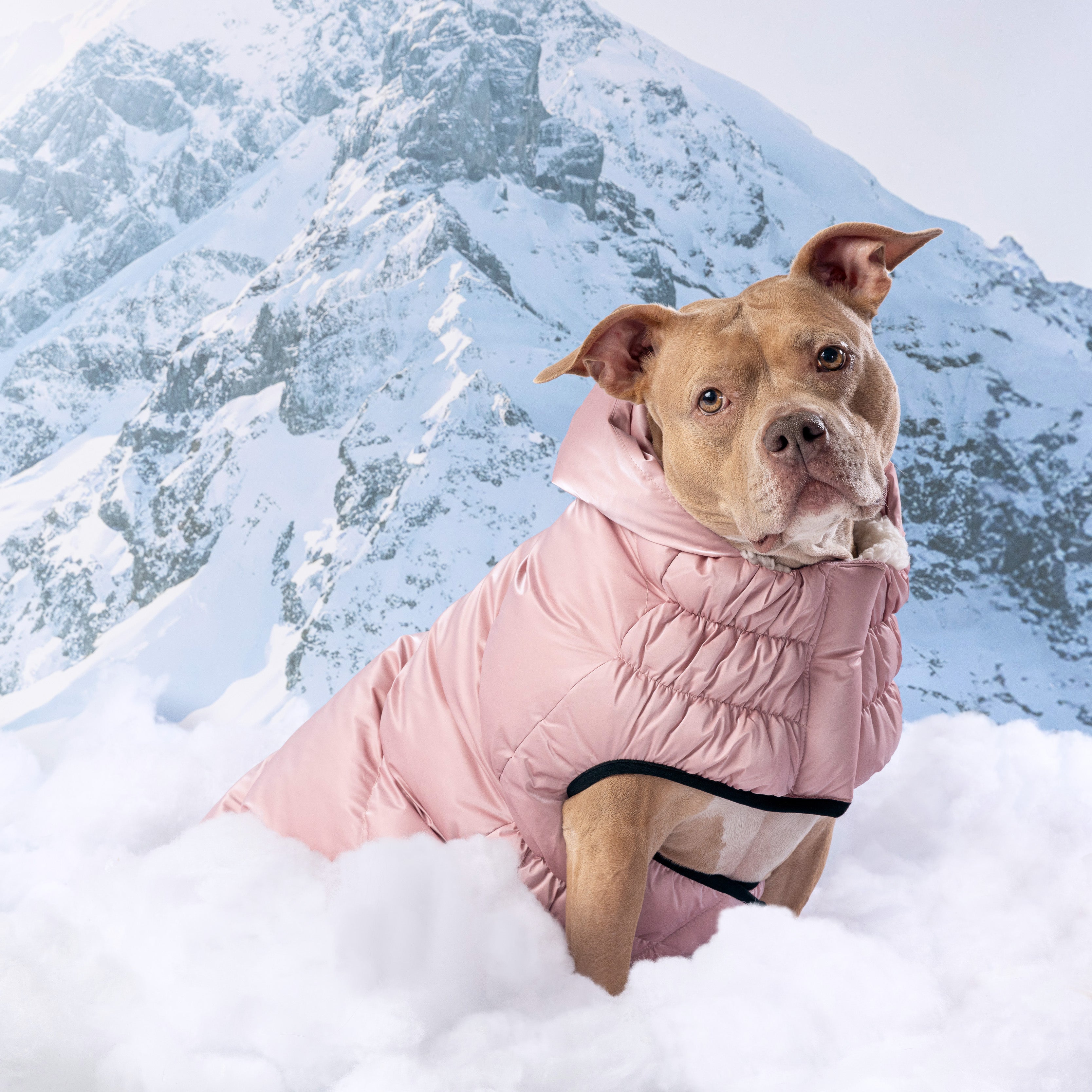 Lunar Glow Parka by GF Pet.us