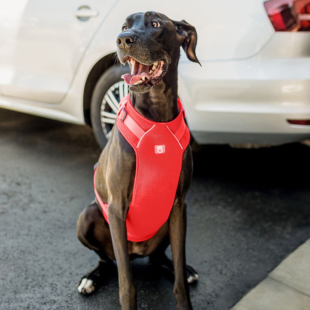 Travel Harness - Red by GF Pet.us