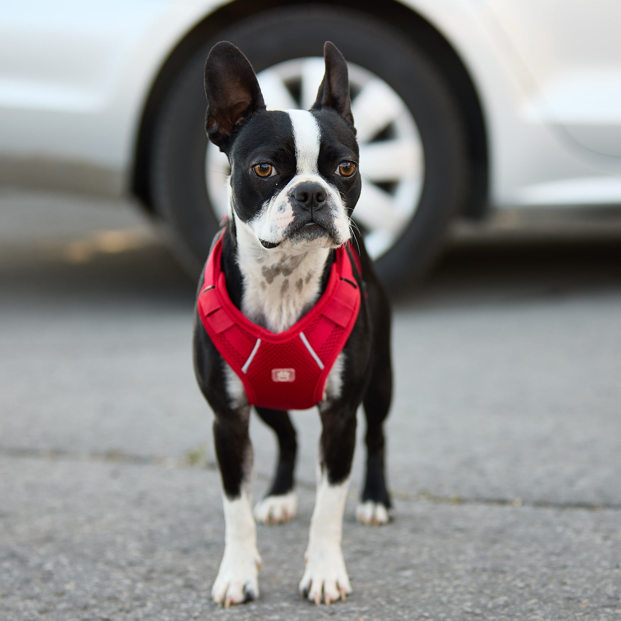 Travel Harness - Red by GF Pet.us