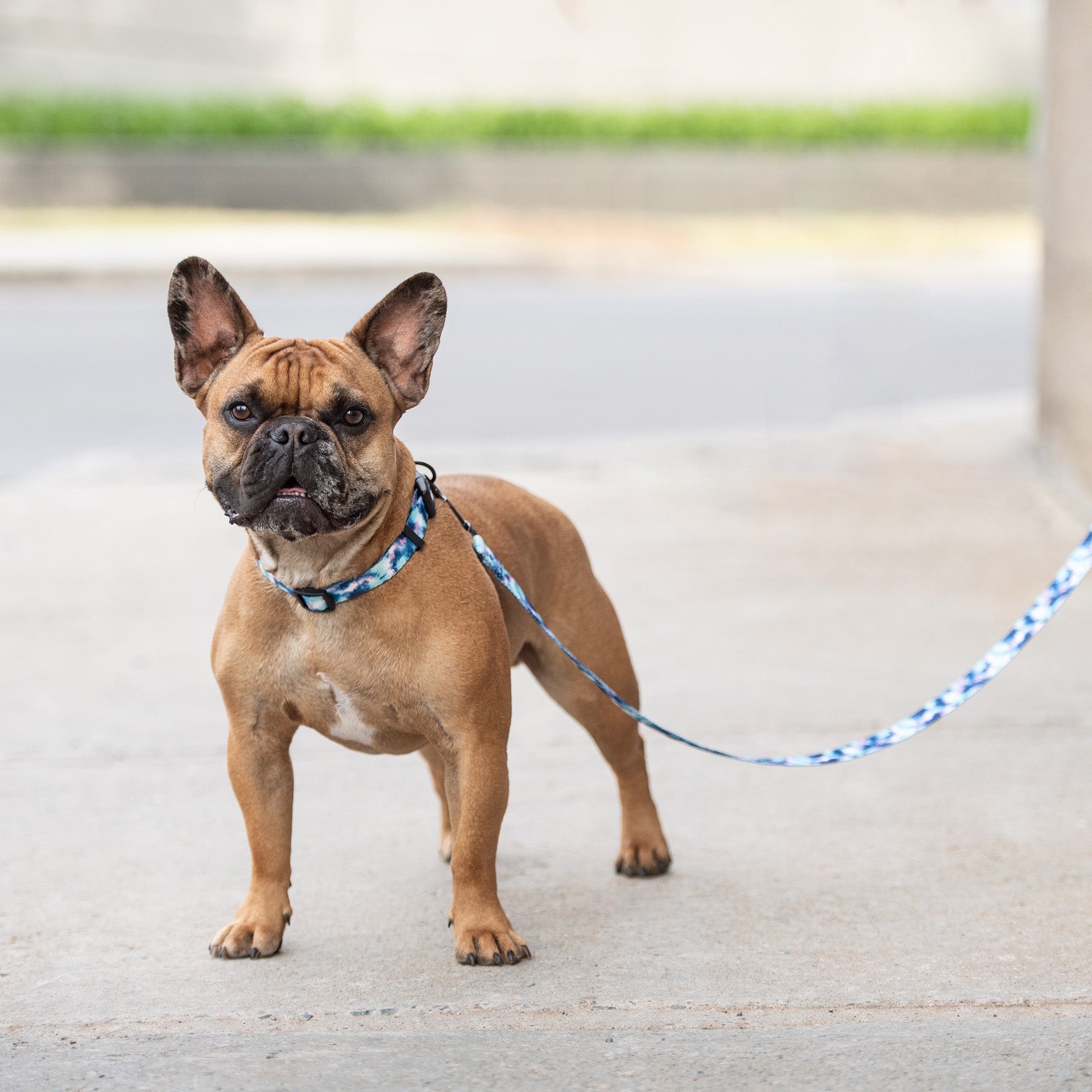 Printed Leash - Tie Dye by GF Pet.us