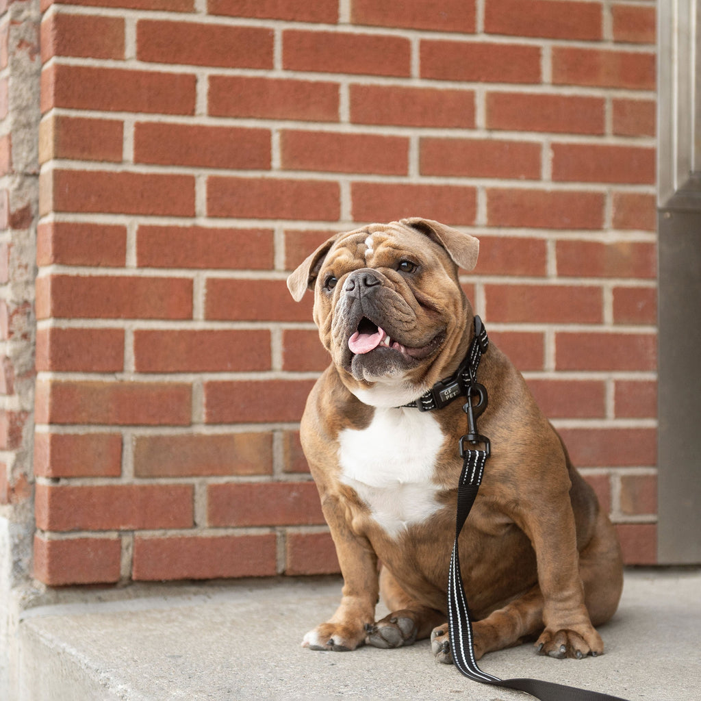 Reflective Collar - Black by GF Pet.us