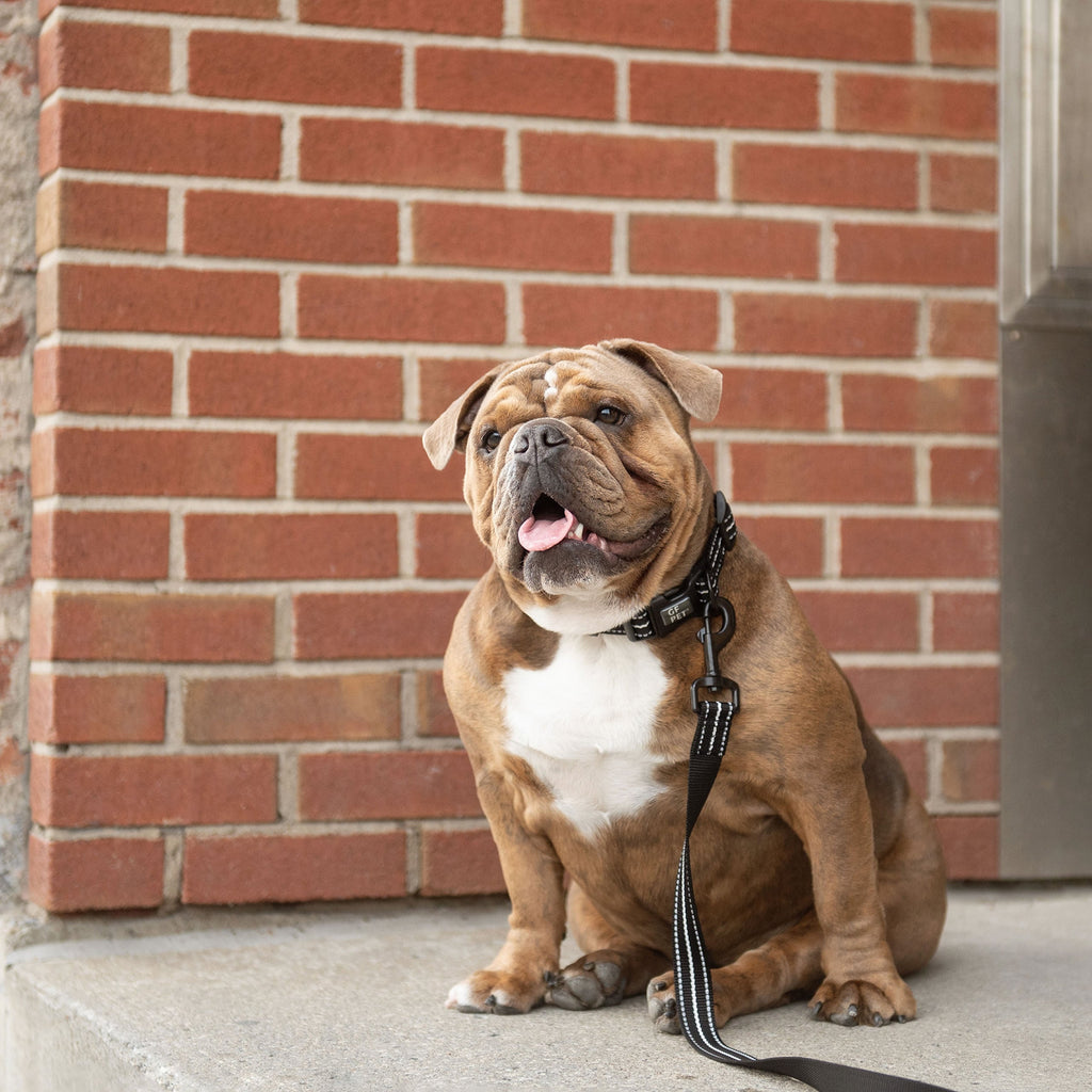 Reflective Leash - Black by GF Pet.us