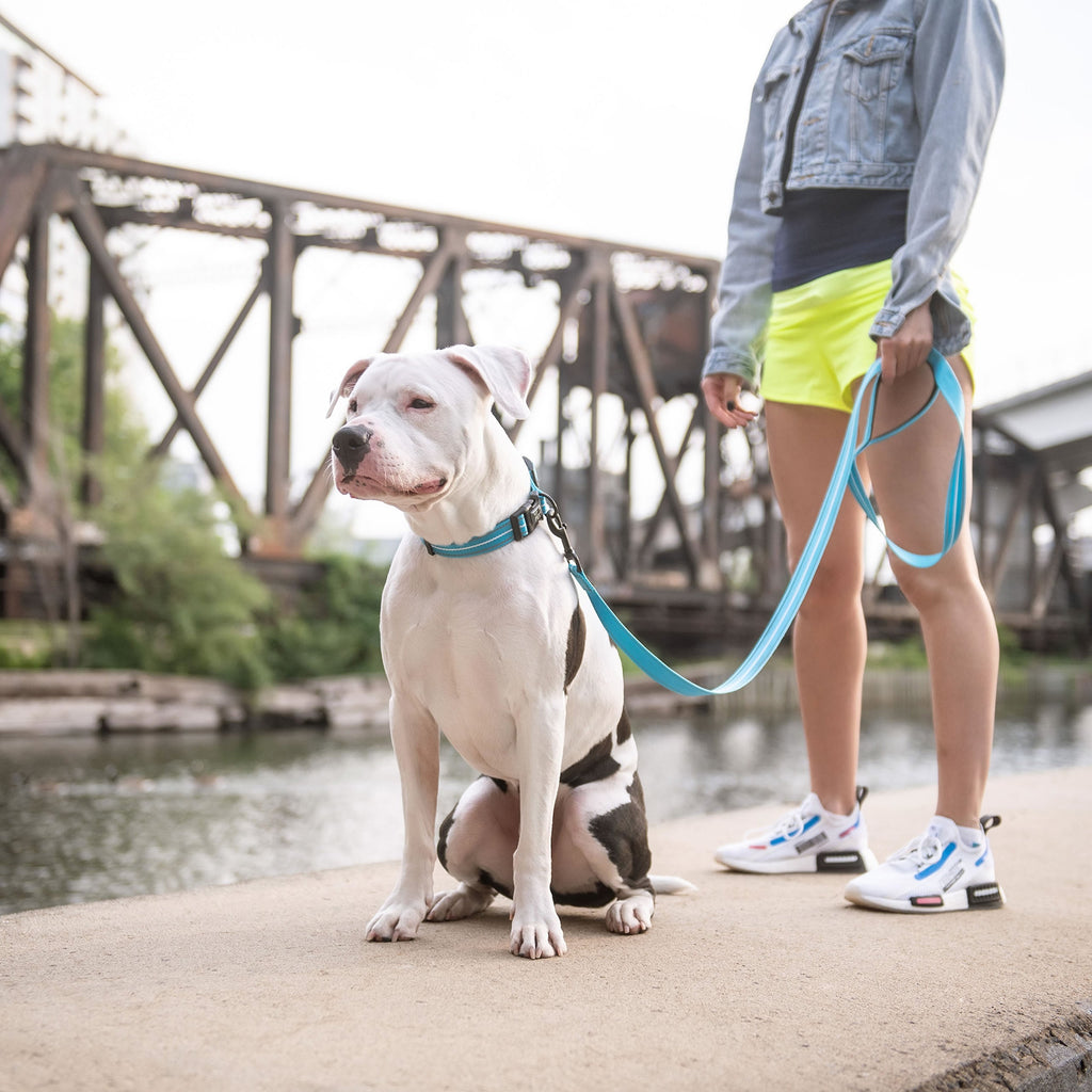 Reflective Leash - Neon Blue by GF Pet.us