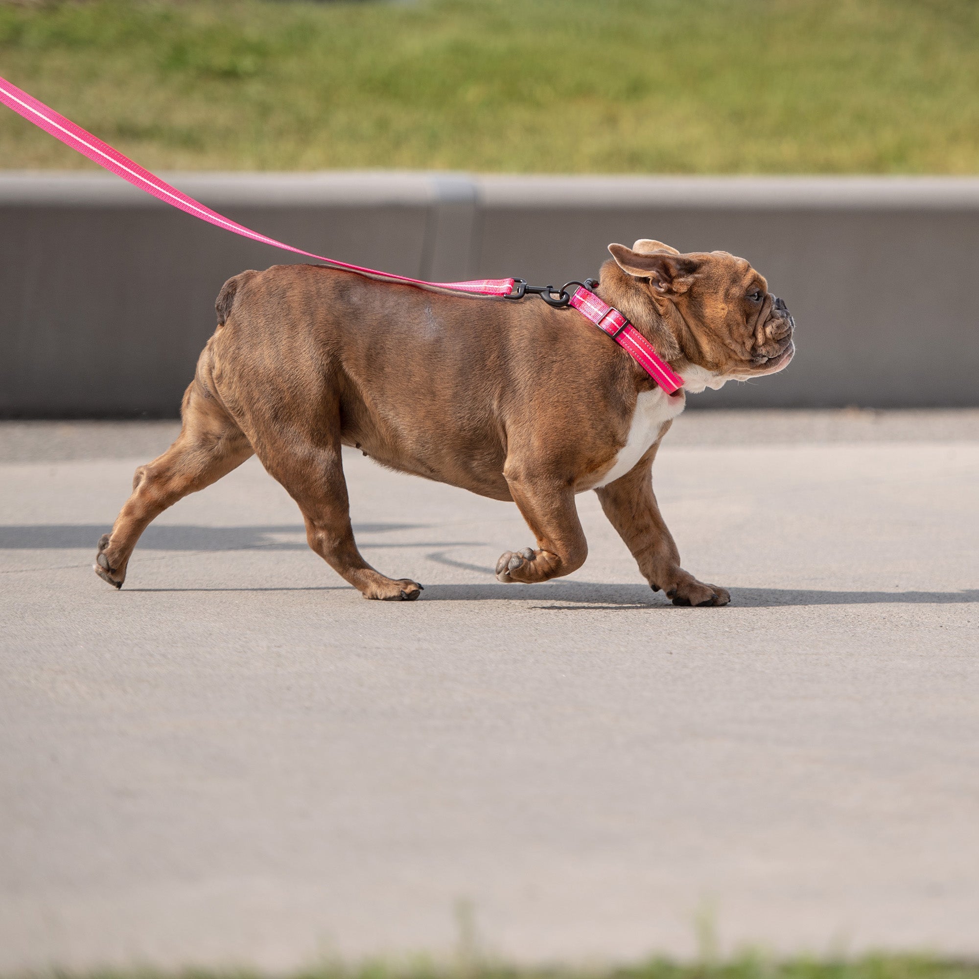 Reflective Leash - Neon Pink by GF Pet.us