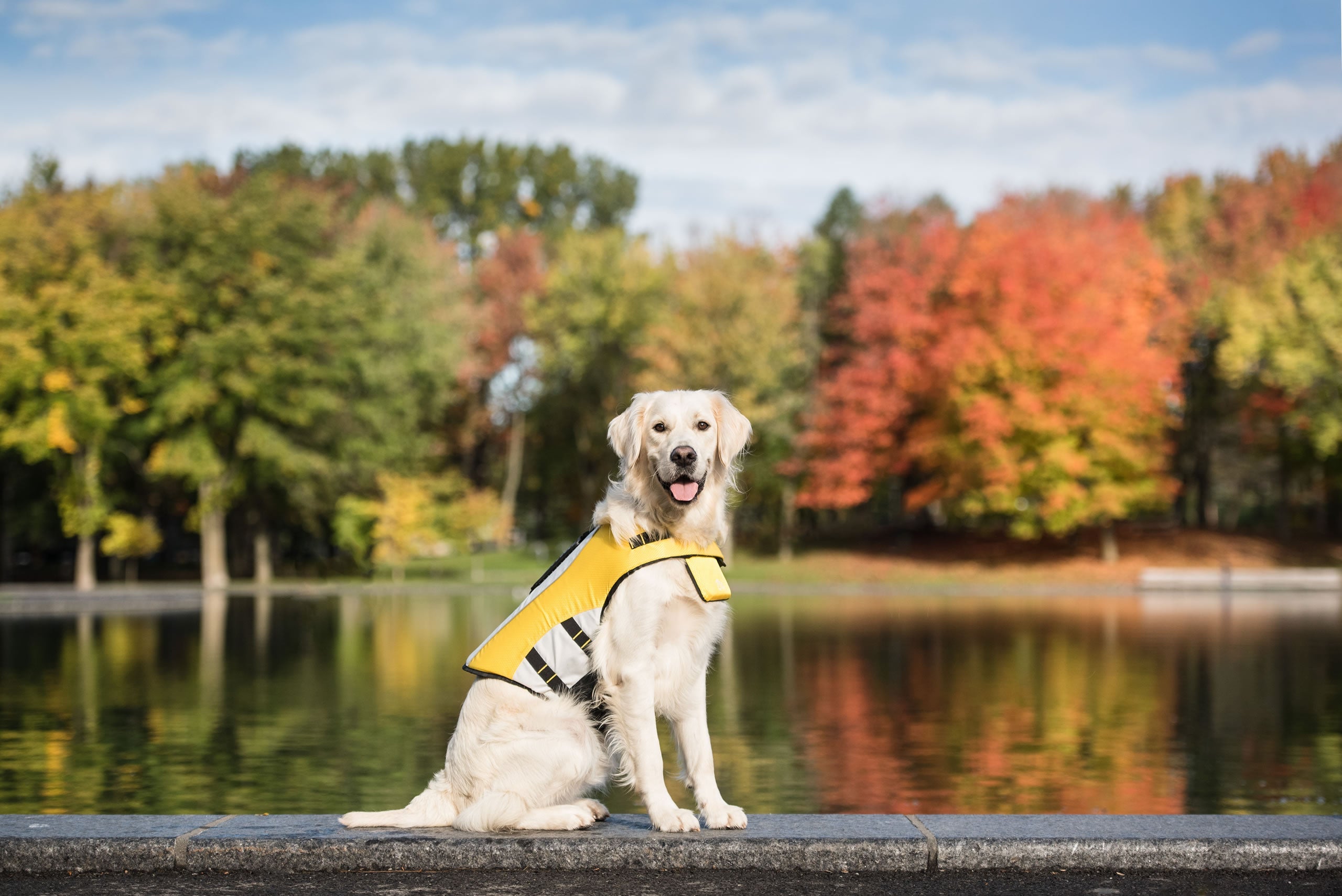 Life Vest - Dog Life Jacket by GF Pet.us