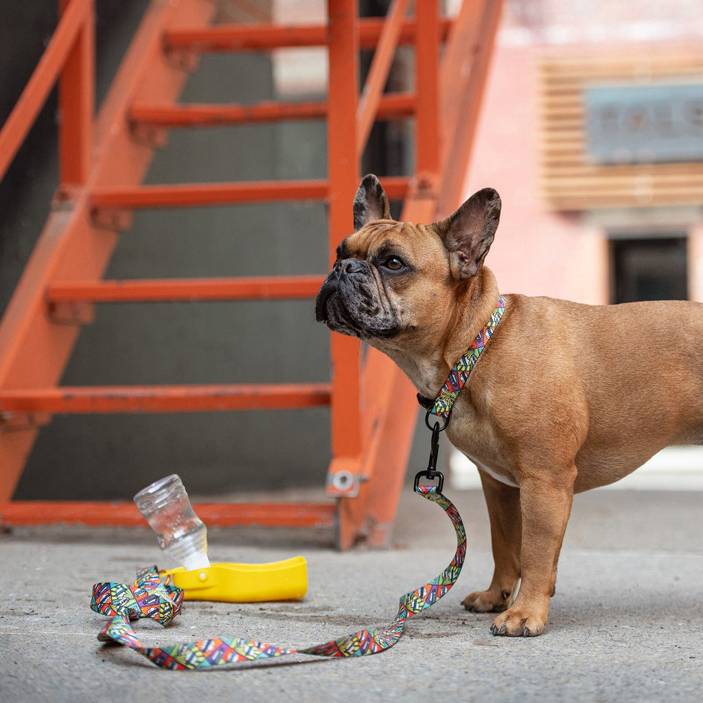 Water Bottle by GF Pet.us