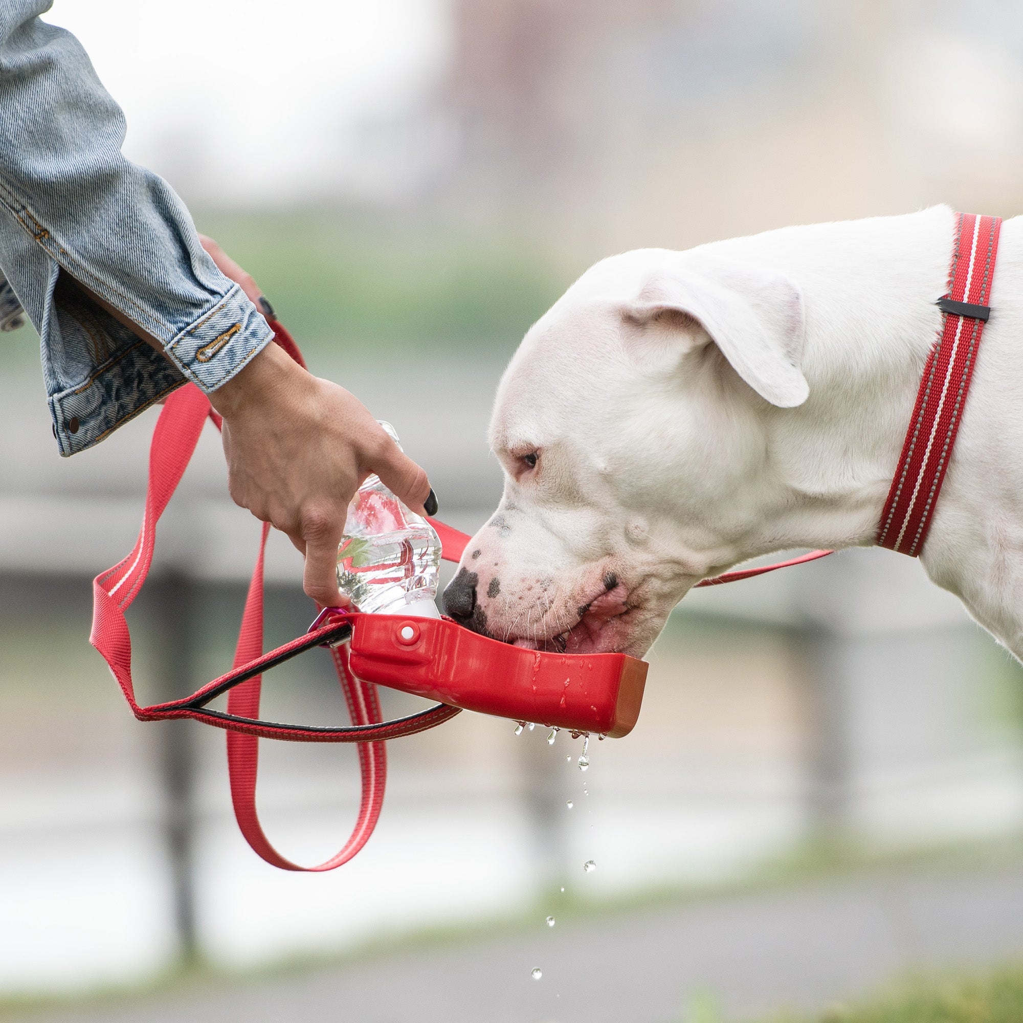 Water Bottle by GF Pet.us