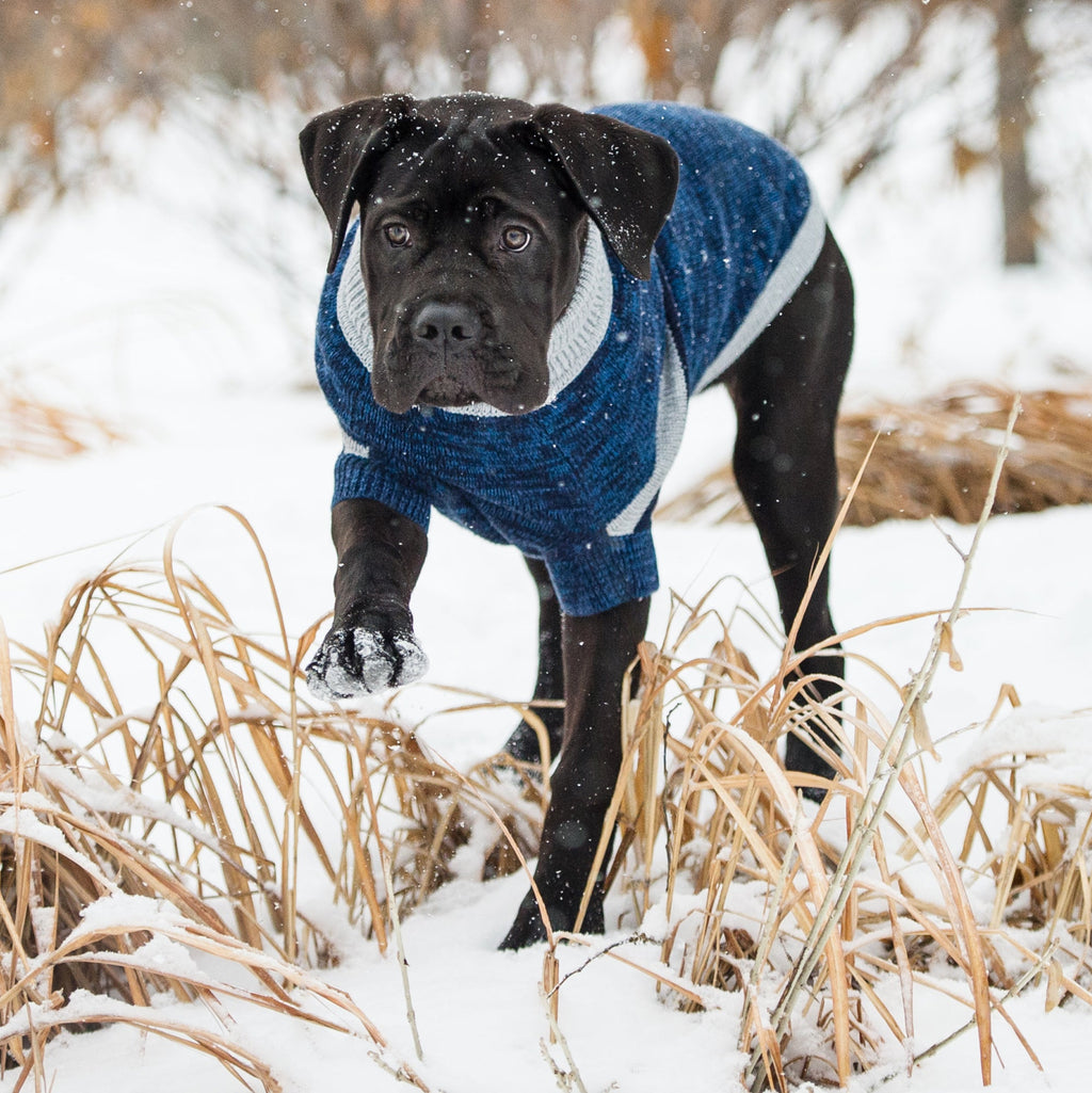 Trekking Sweater - Blue by GF Pet.us