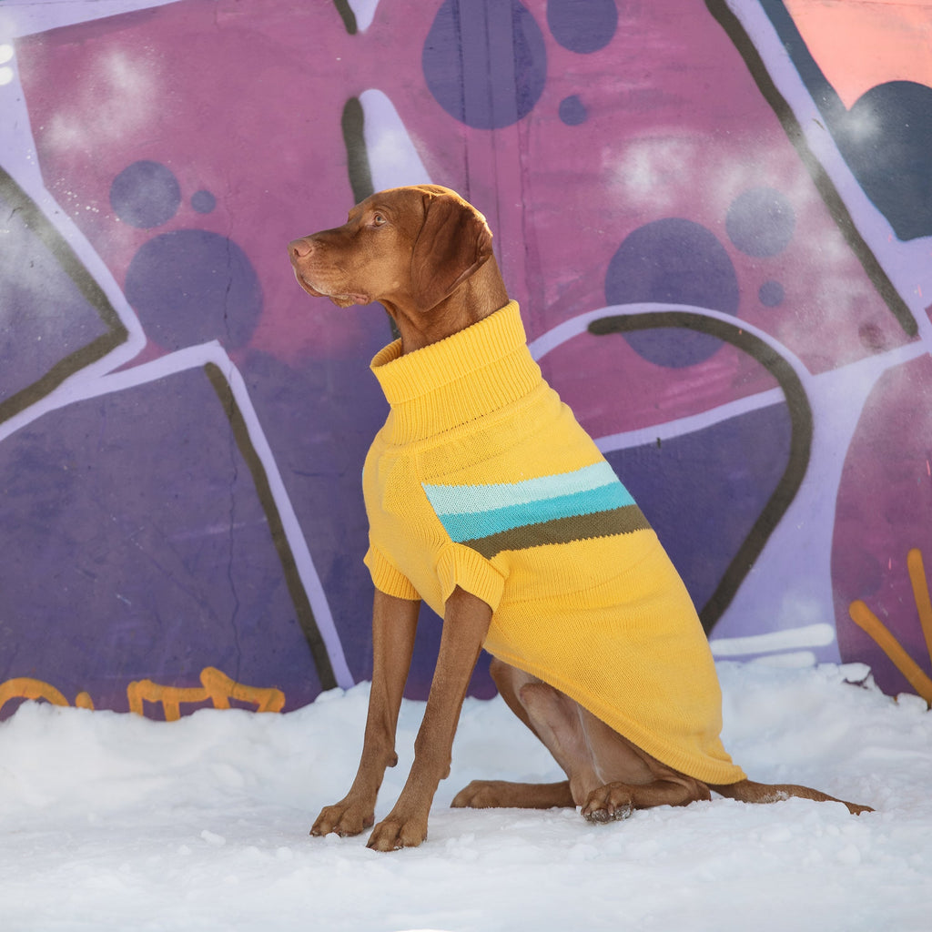 Alpine Sweater - Yellow by GF Pet.us
