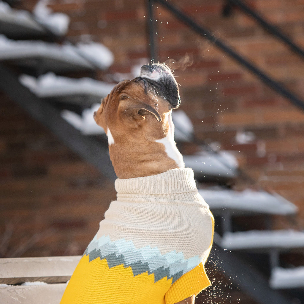 Fireside Sweater - Yellow by GF Pet.us