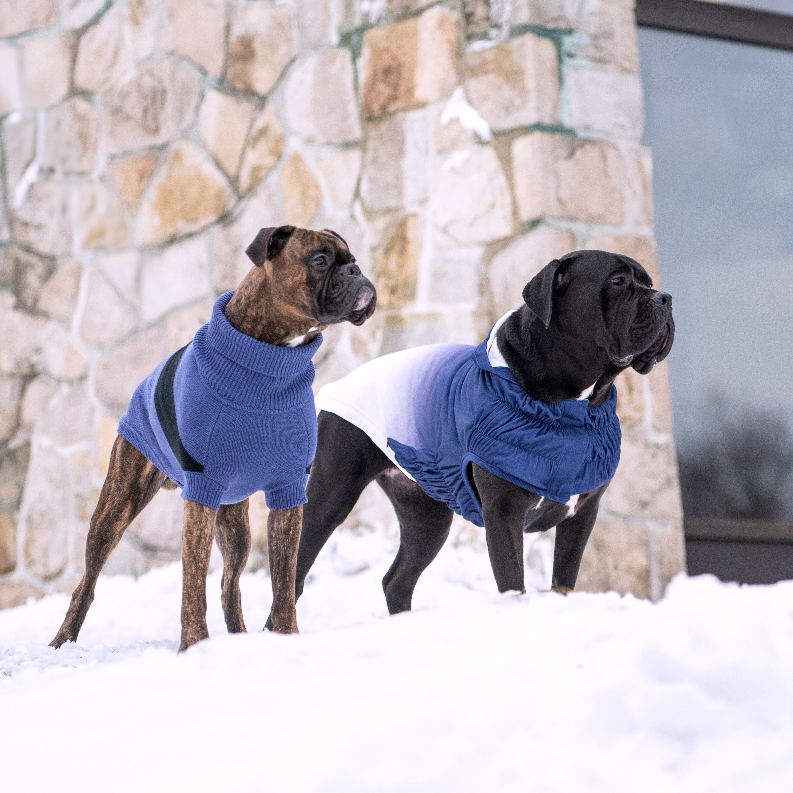 Catalyst Sweater by GF Pet.us