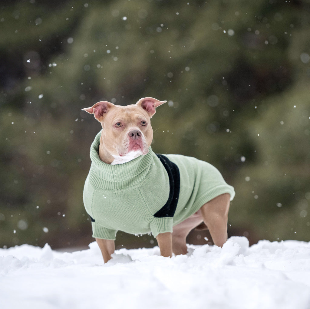 Catalyst Sweater by GF Pet.us