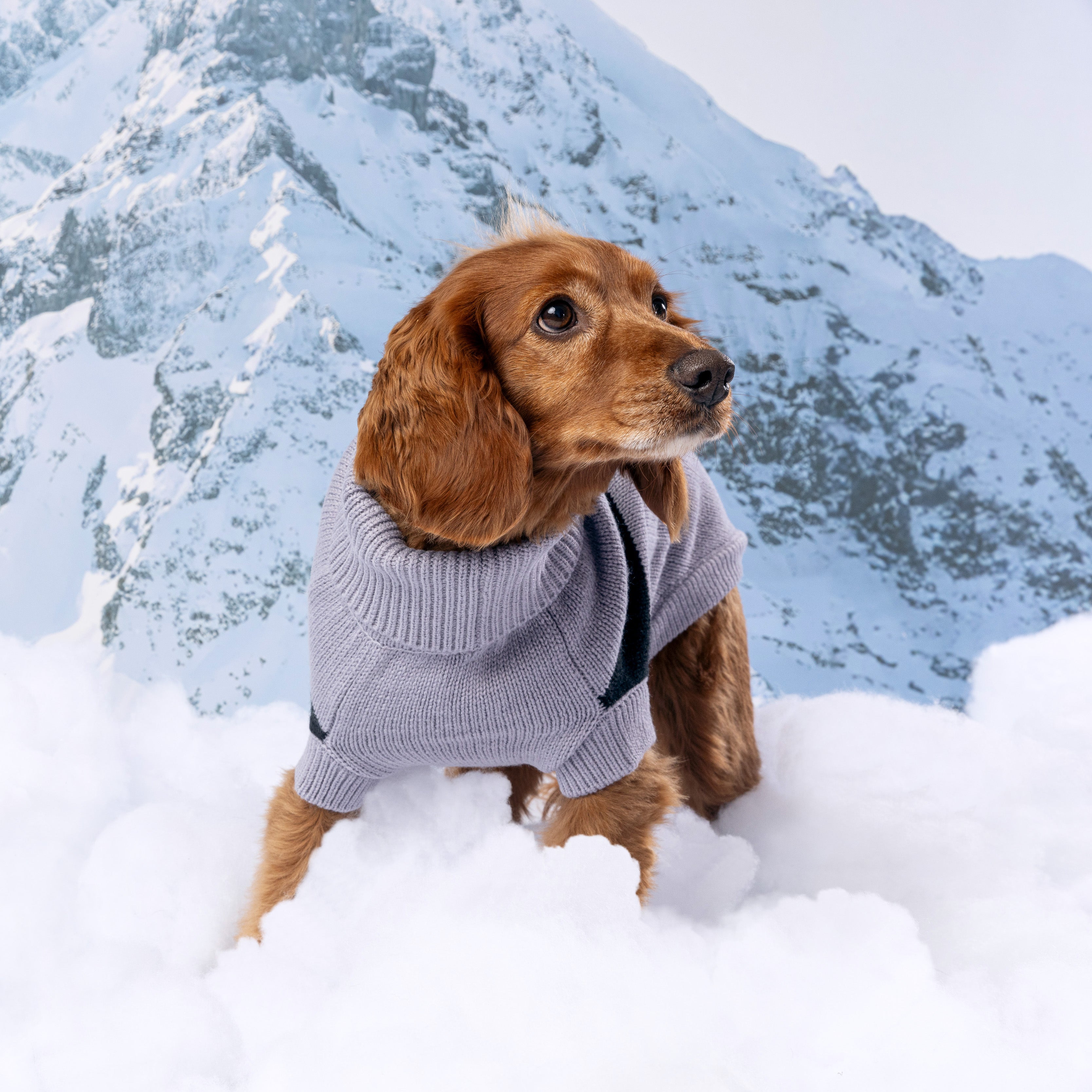 Catalyst Sweater by GF Pet.us