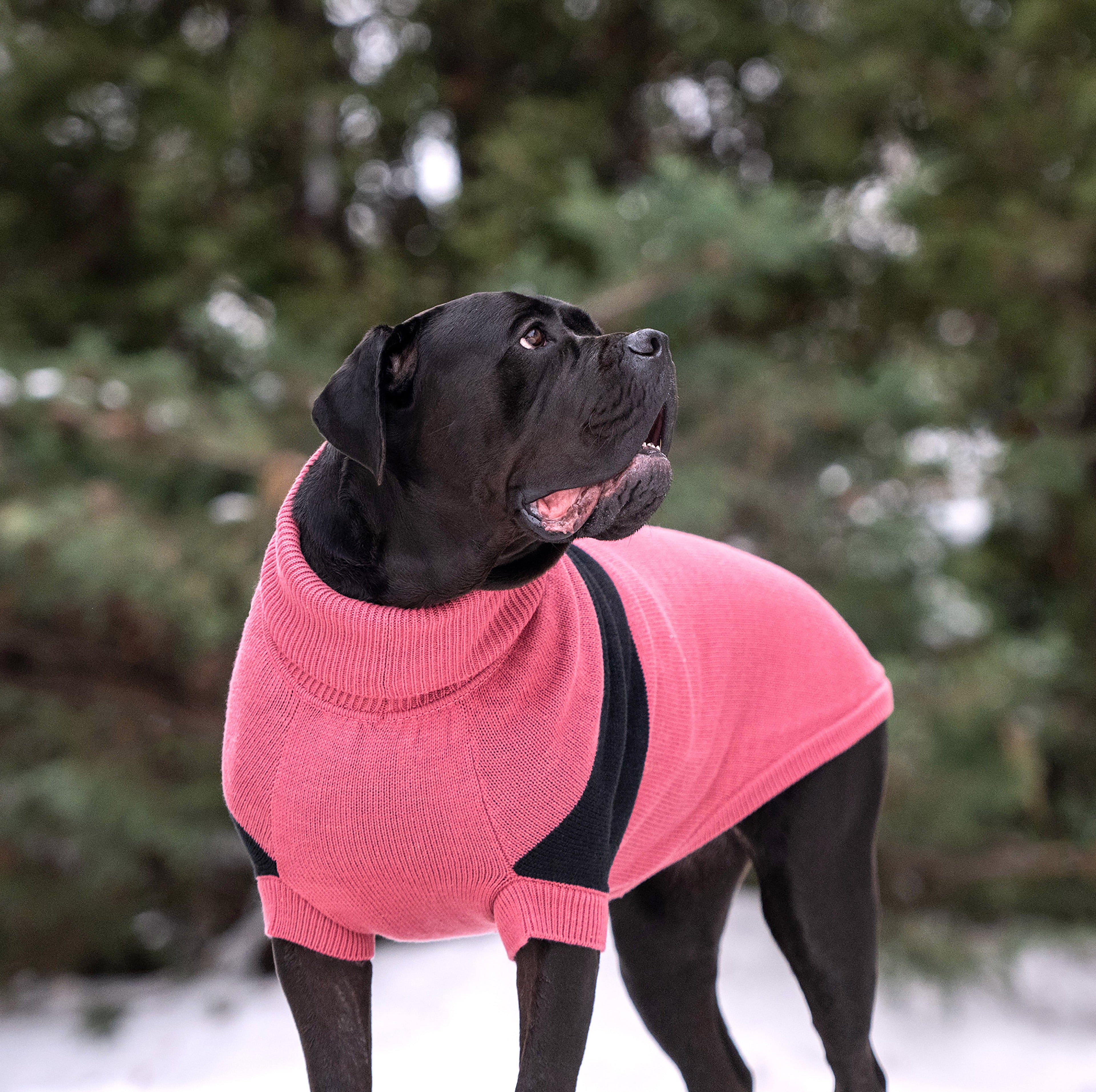 Catalyst Sweater by GF Pet.us