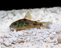 Peppered Corydoras (Corydoras paleatus) by Danaqua Live Fish & More
