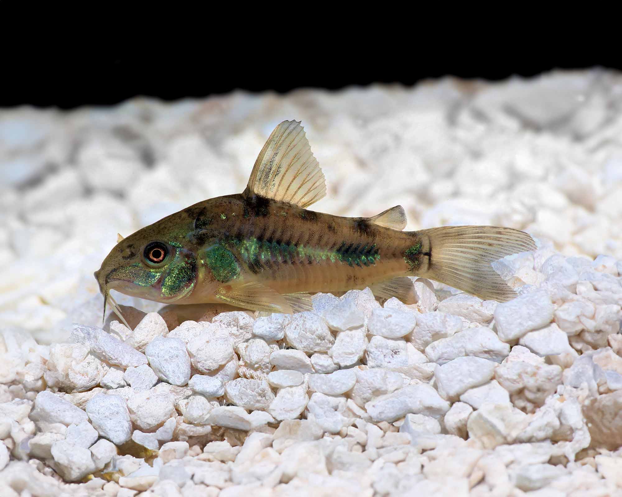 Peppered Corydoras (Corydoras paleatus) by Danaqua Live Fish & More